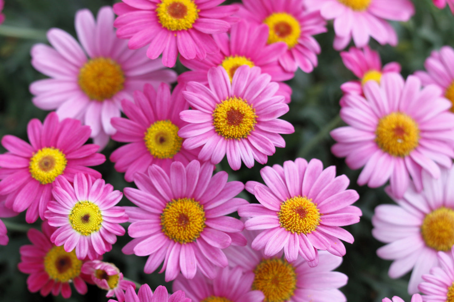 100 Mixed Colors ROBINSONS PAINTED DAISY Chrysanthemum Pink Red Rose & Yellow Pyrethrum Flower Seeds