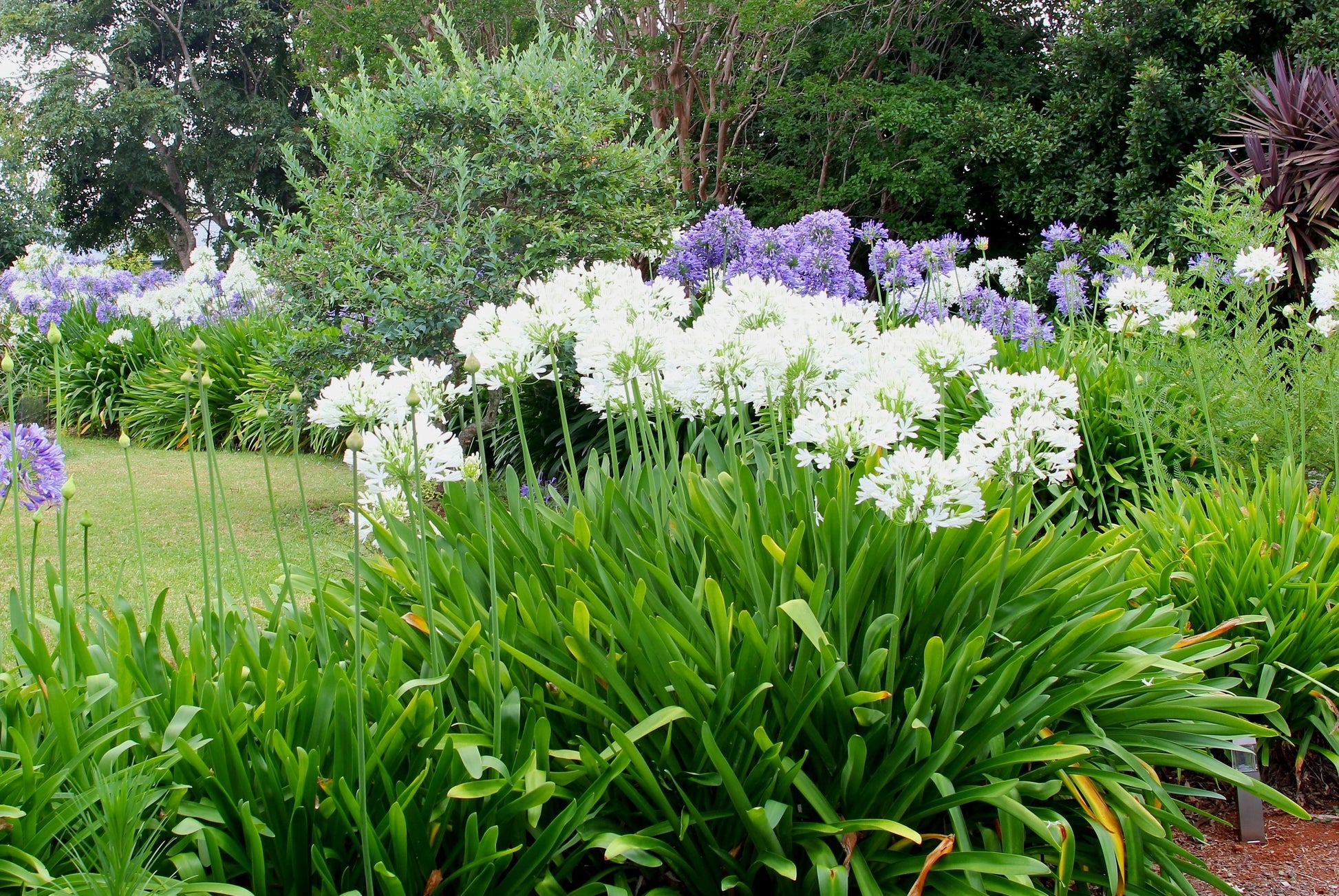 white lily of the nile 25 WHITE LILY of the NILE Agapanthus Orientalis African Lily Flower Seeds