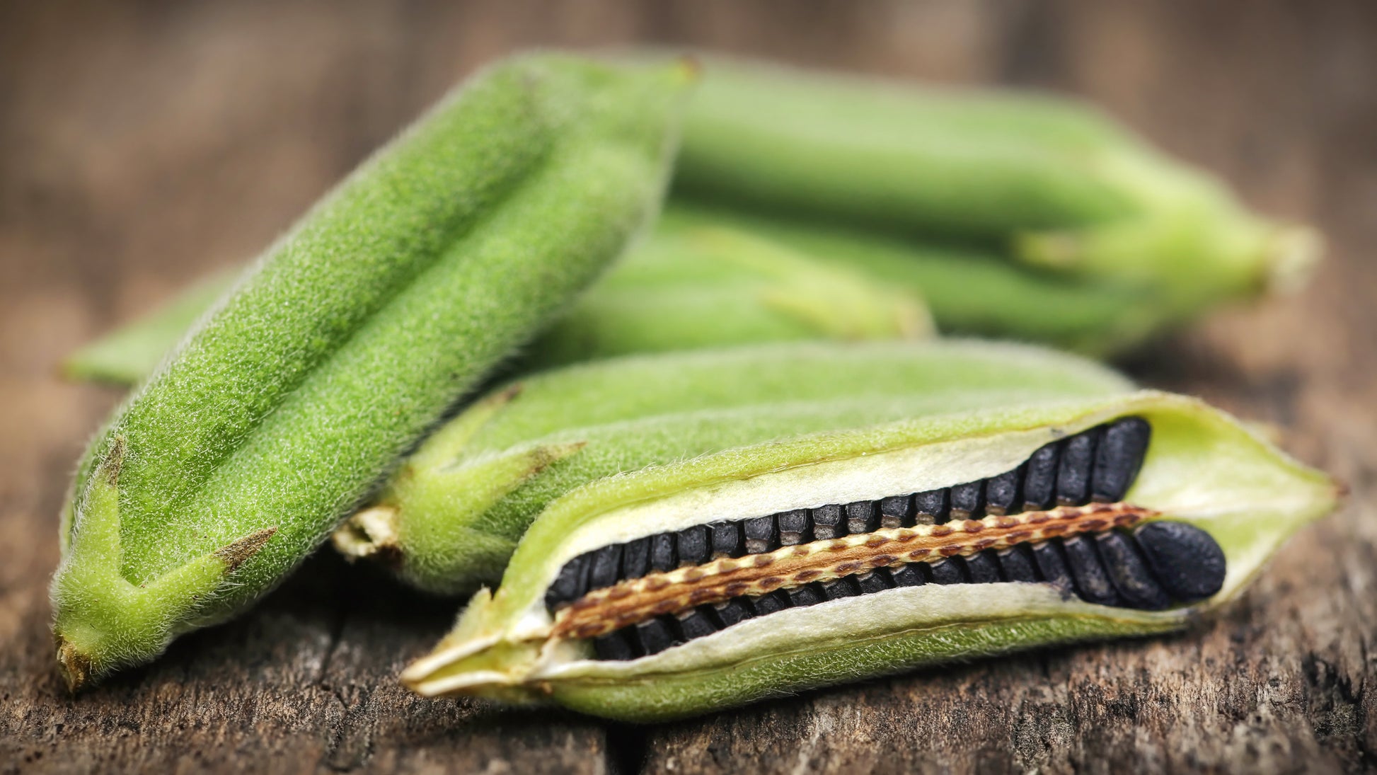 where to buy sesame seeds for planting 1500 Organic SESAME SEED Sesamum Indicum White Flower Vegetable Bread Seeds