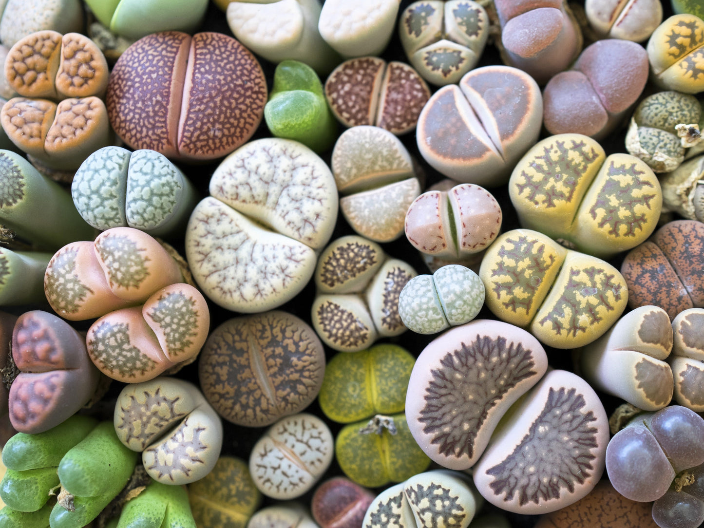 10 LIVING STONE / LITHOPS Mixed Colors Pebble Houseplant Flower Seeds