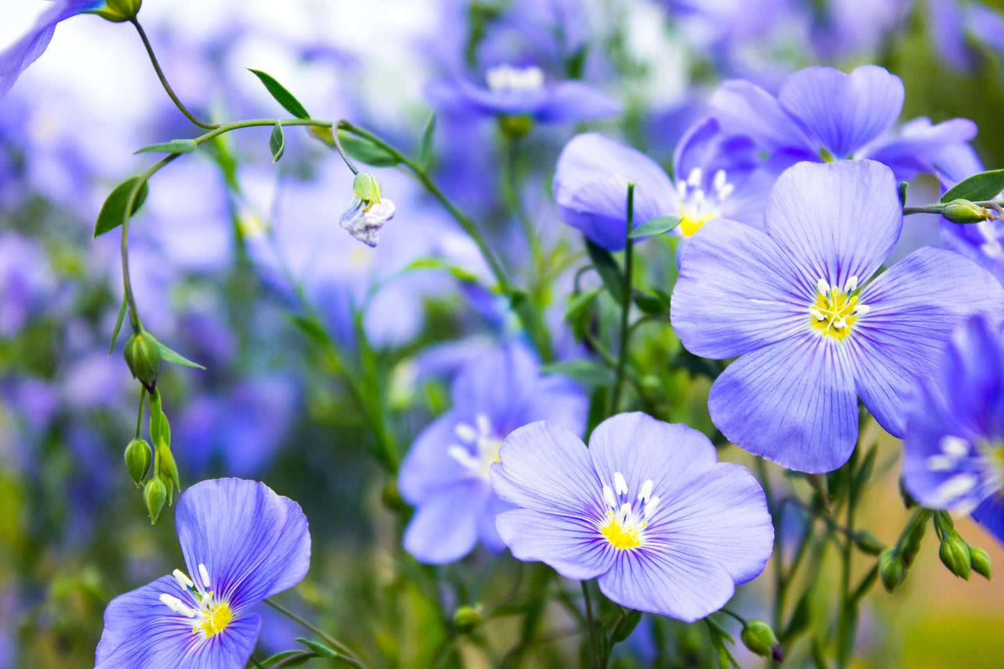 100 BLUE FLAX (Prairie Flax / Lewis Blue Flax) Linum Perenne Lewisii Flower Seeds