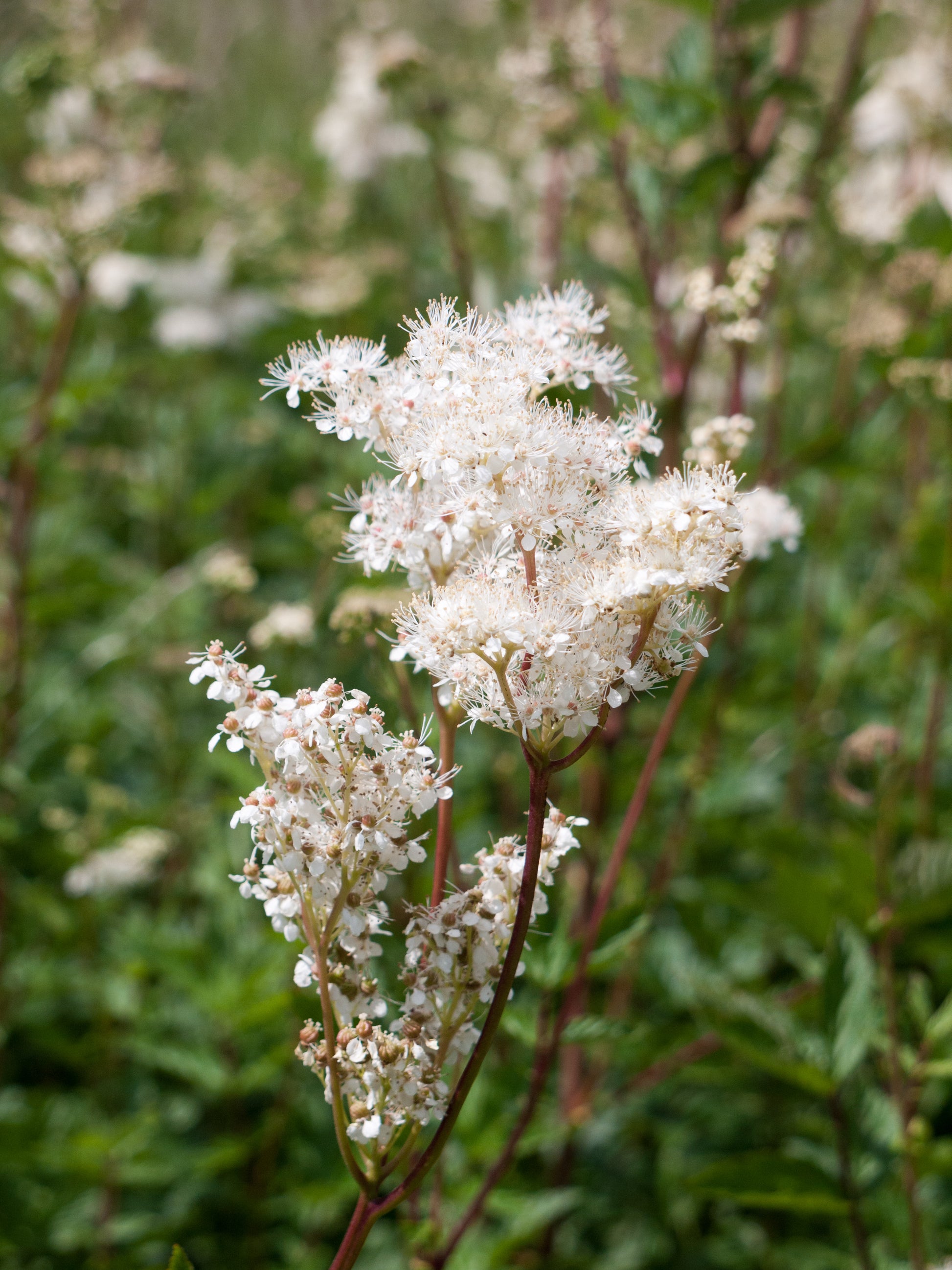 20 QUEEN of the MEADOW Filipendula Ulmaria Meadowsweet Native Prairie  Fragrant White Flower Seeds