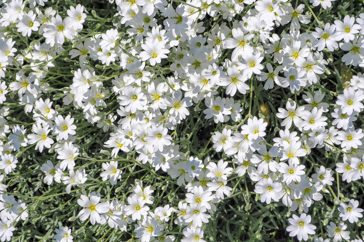 1500 SNOW IN SUMMER (Chickweed) Cerastium Biebersteinii Flower Seeds