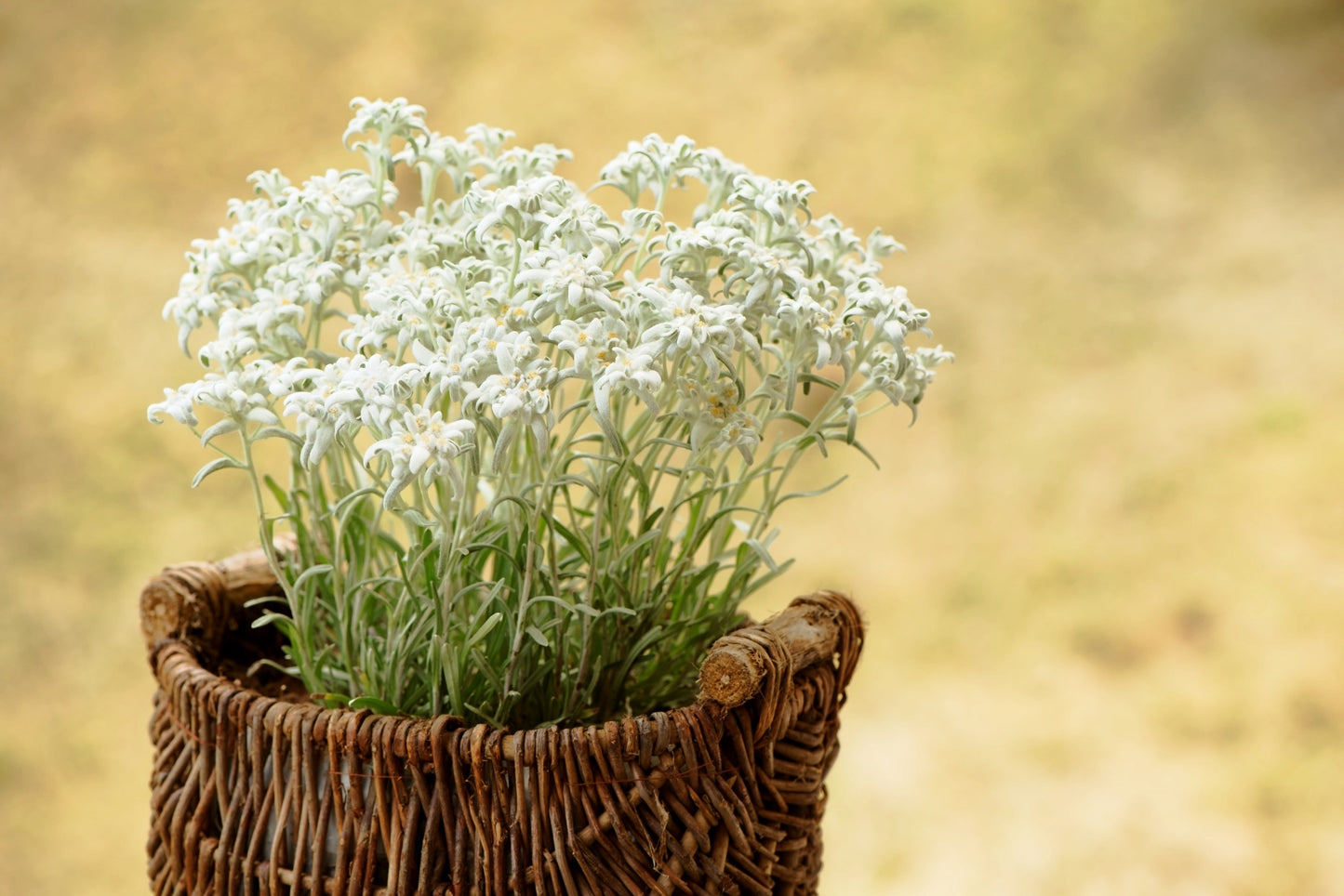 50 EDELWEISS Leontopodium Alpinum White Flower Seeds