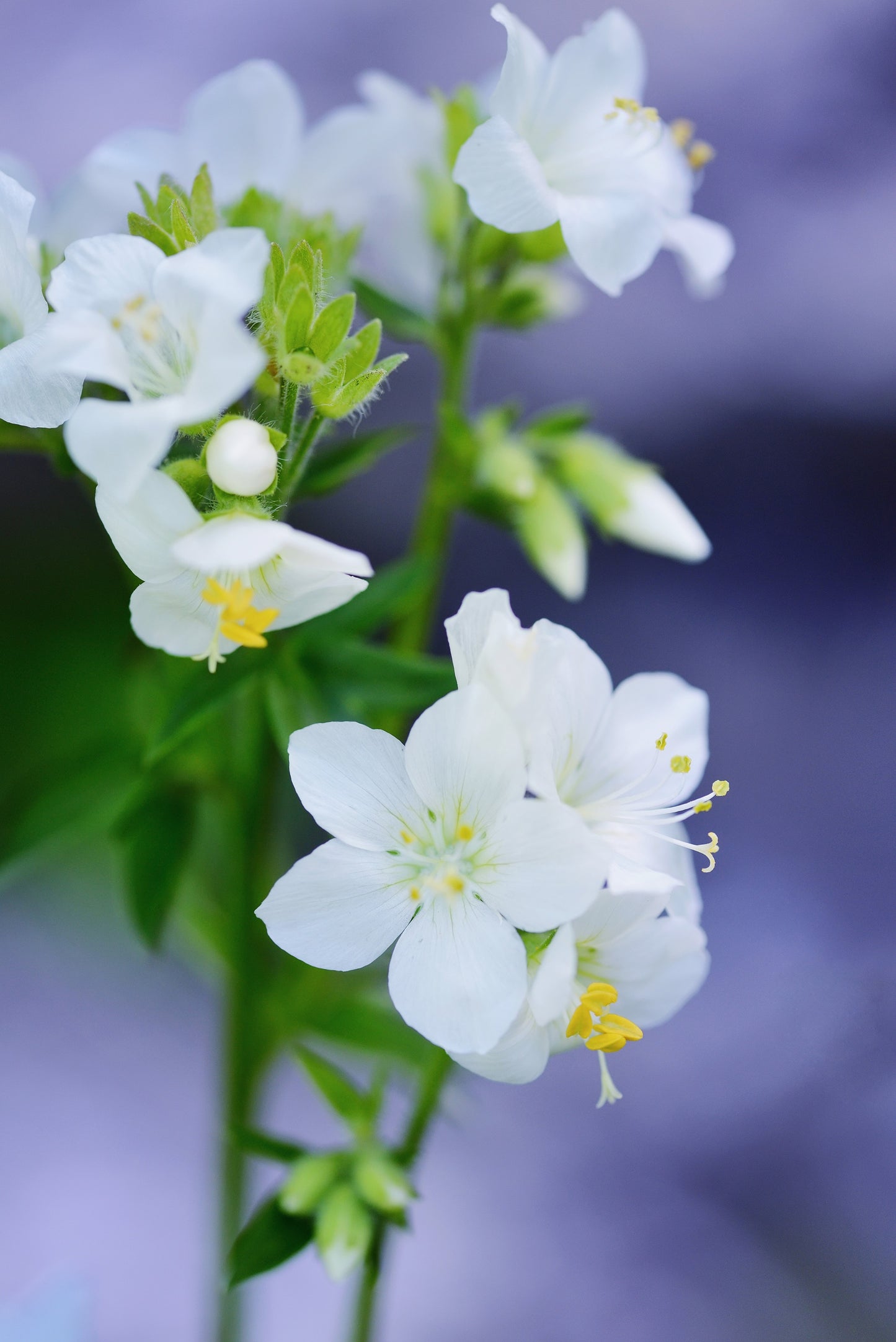 50 WHITE Polemonium Caeruleum JACOB'S LADDER Flower Seeds