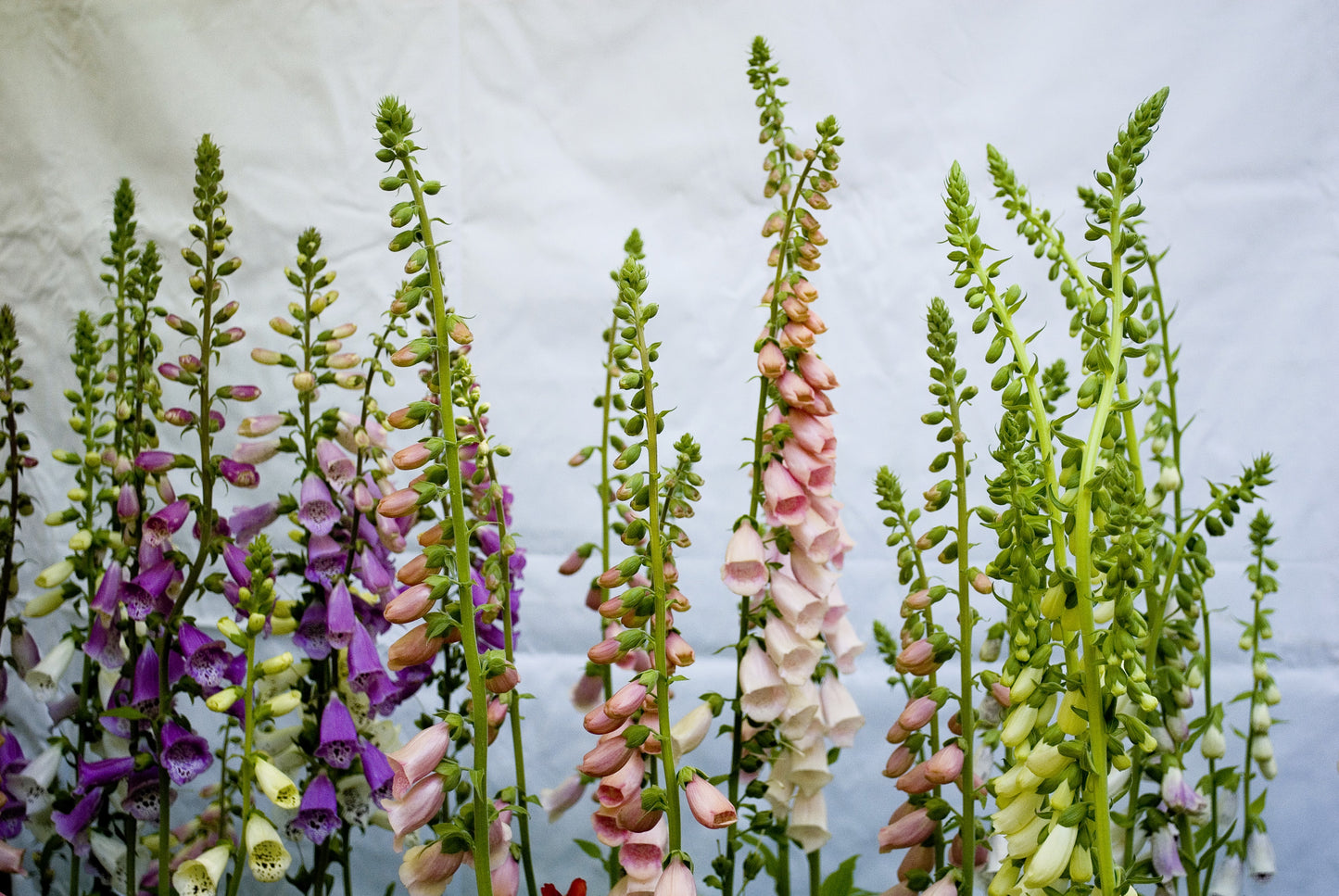 1000 Seeds MIXED FOXGLOVE Digitalis Purpurea Flower Seeds