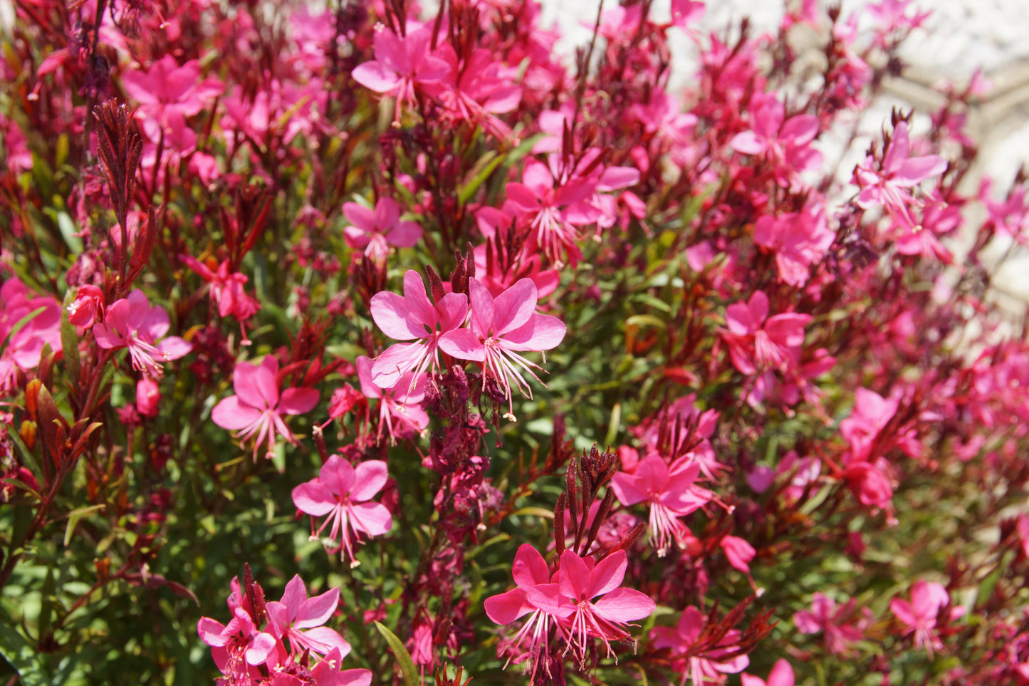 100 Pink GAURA WHIRLING BUTTERFLIES Gaura Biennis Flower Seeds
