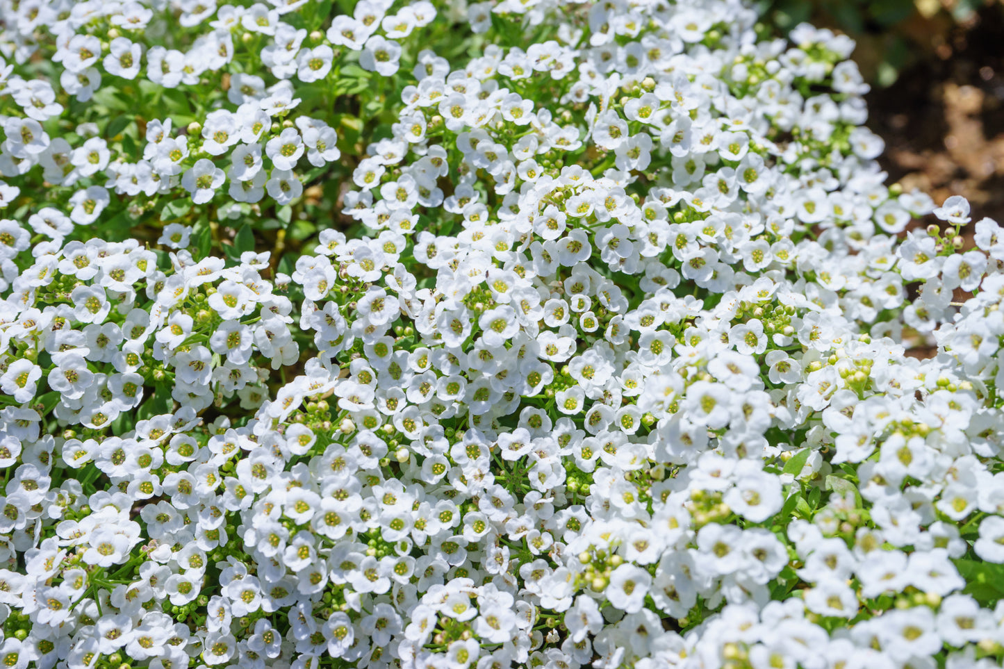 1000 WHITE SWEET ALYSSUM Carpet Of Snow Lobularia Maritima Flower Seeds