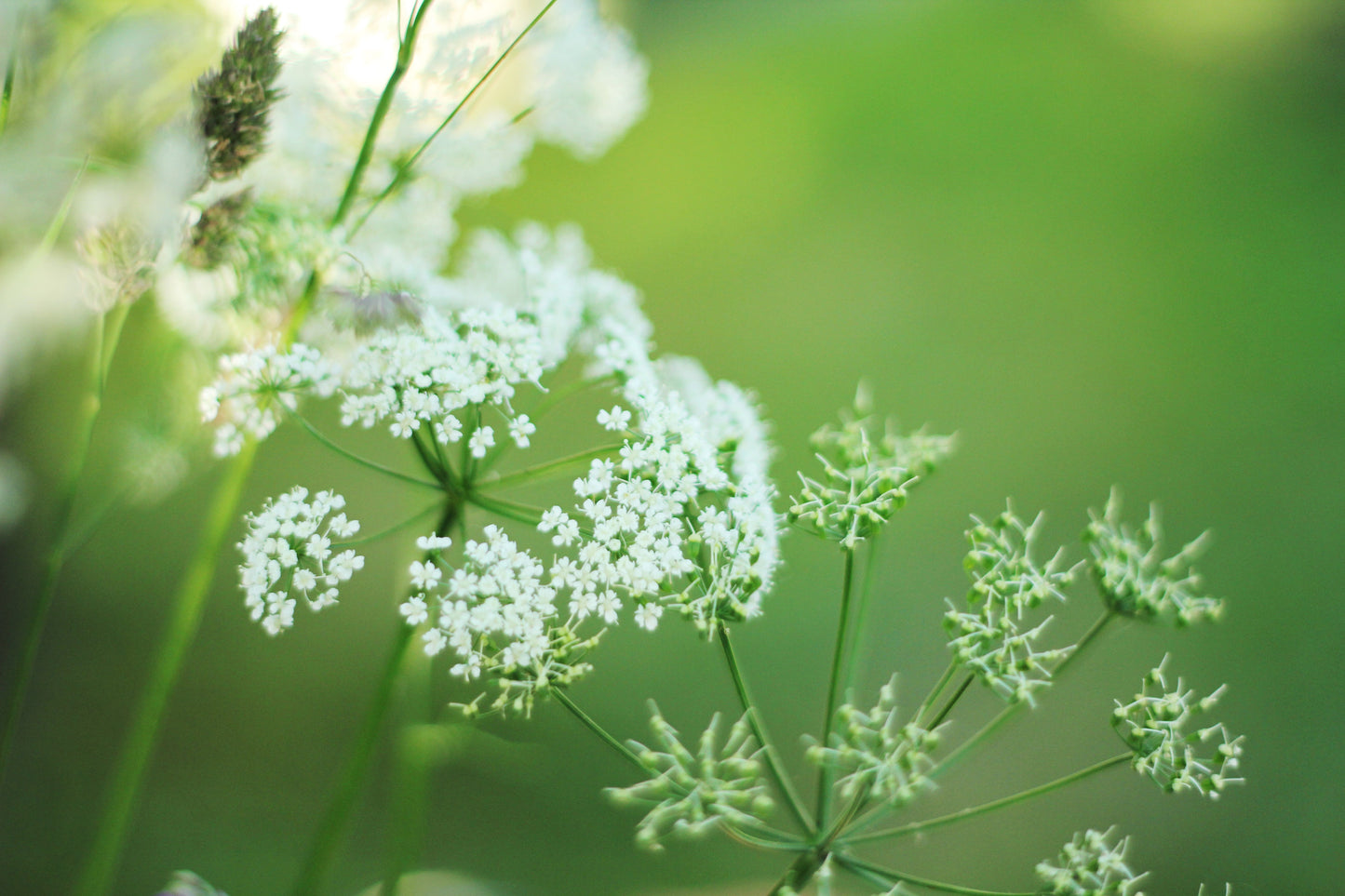 150 GARDEN CHERVIL (Gourmet Parsley) Anthriscus Cerefolium Herb Flower Seeds