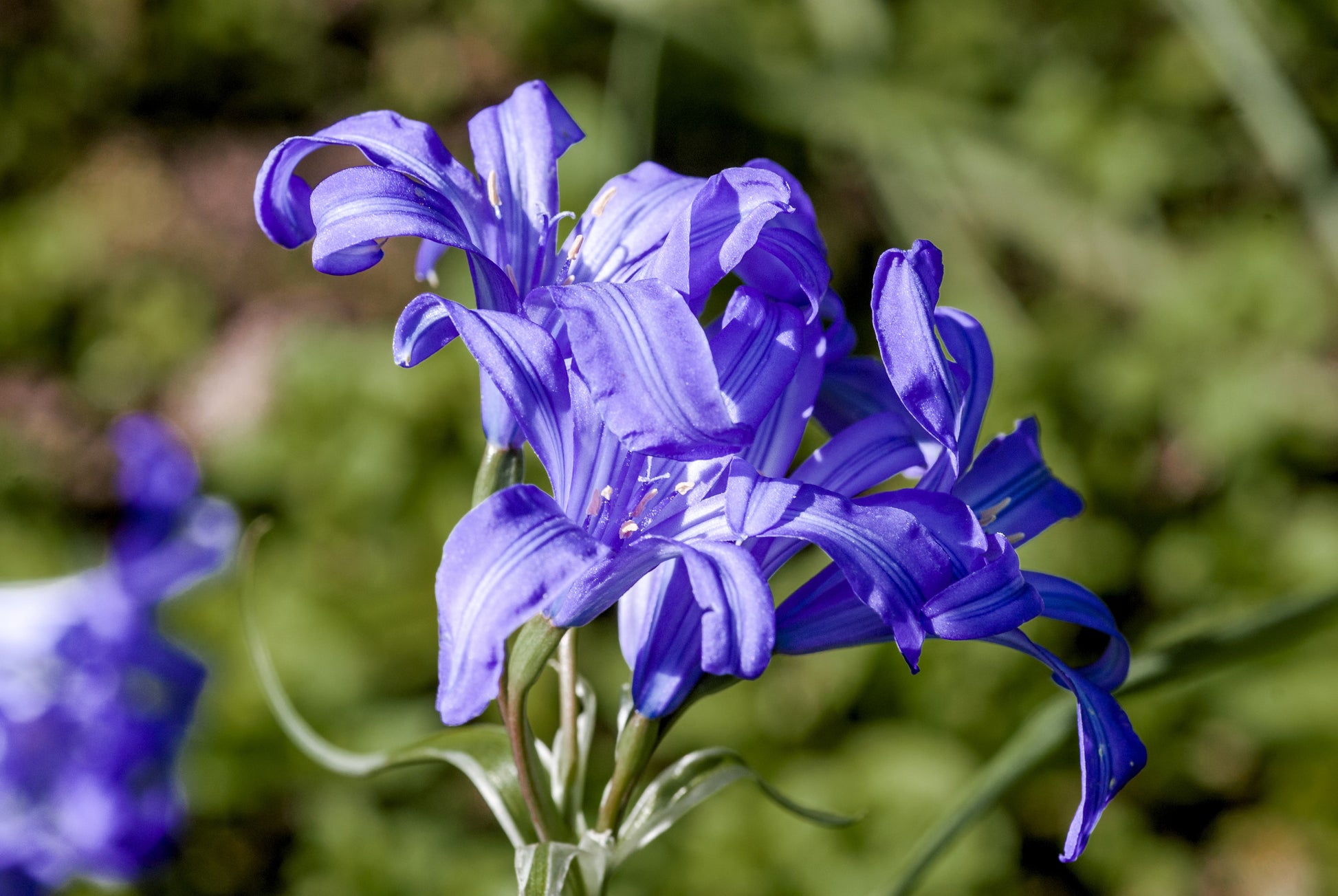 lavender mountain lilies plant 10 BLUE SIBERIAN LILY Mountain Ixia Altai Ixiolirion Tataricum Flower Seeds