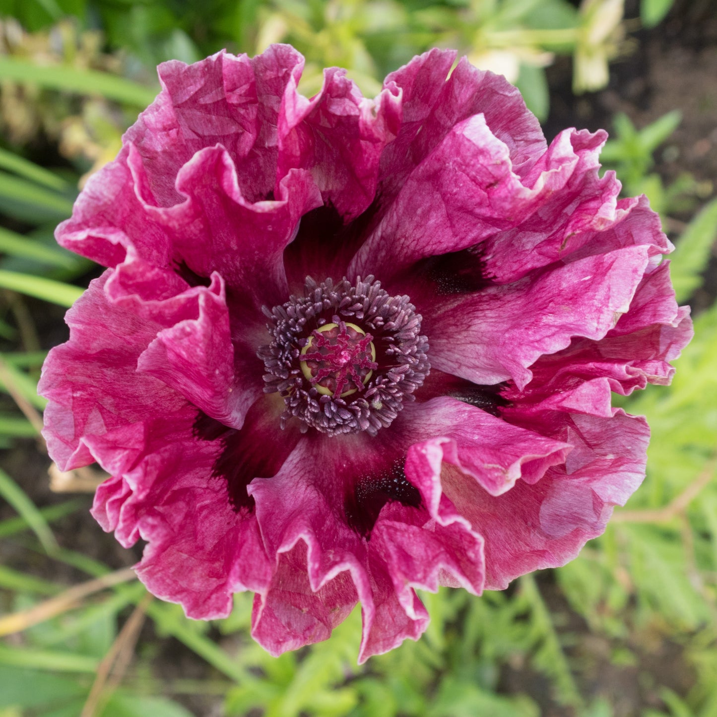 1000 MIXED Colors ORIENTAL POPPY Papaver Orientale Flower Seeds