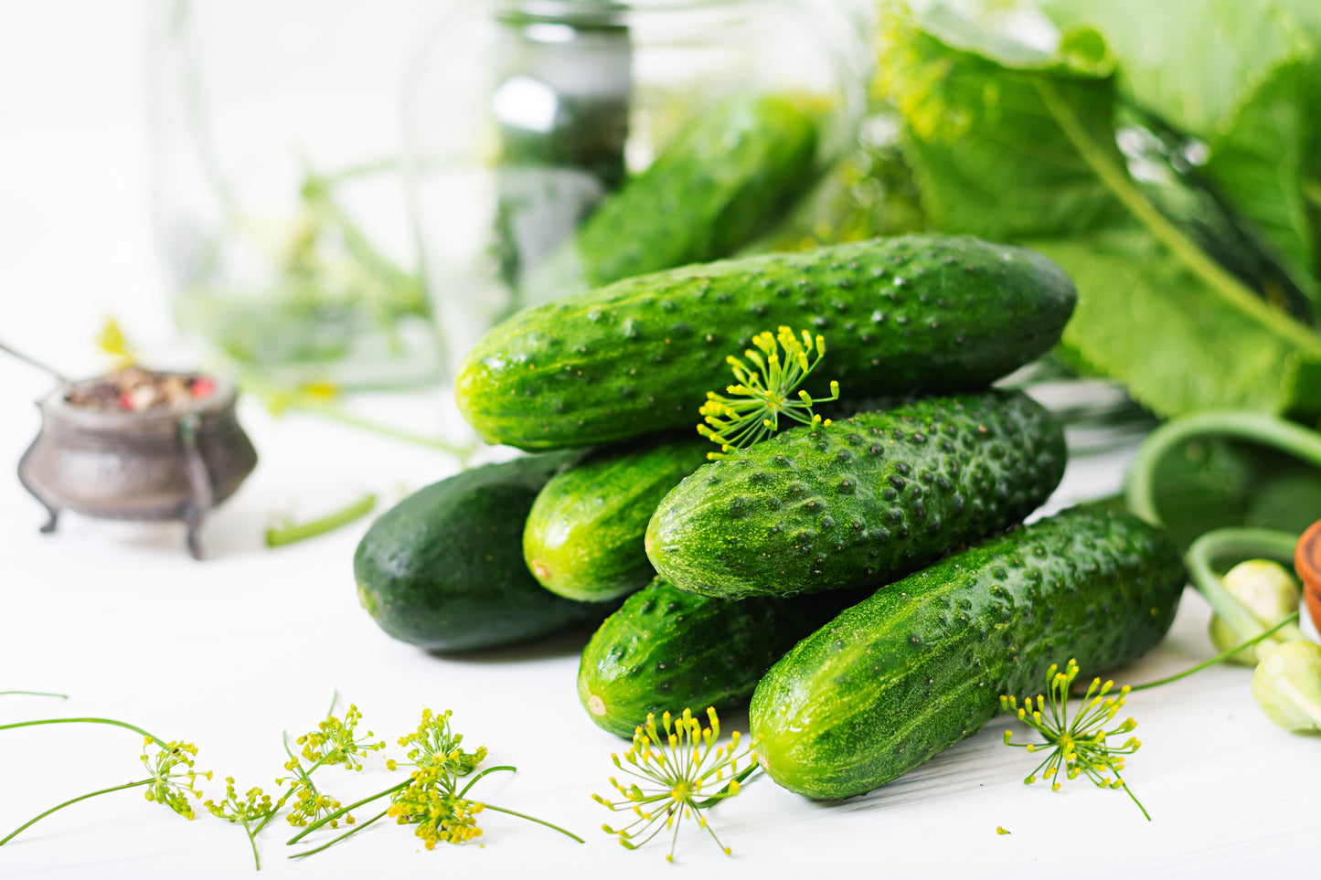 150 BOSTON PICKLING CUCUMBER Heirloom Cucumis Sativus Fruit Vegetable Seeds