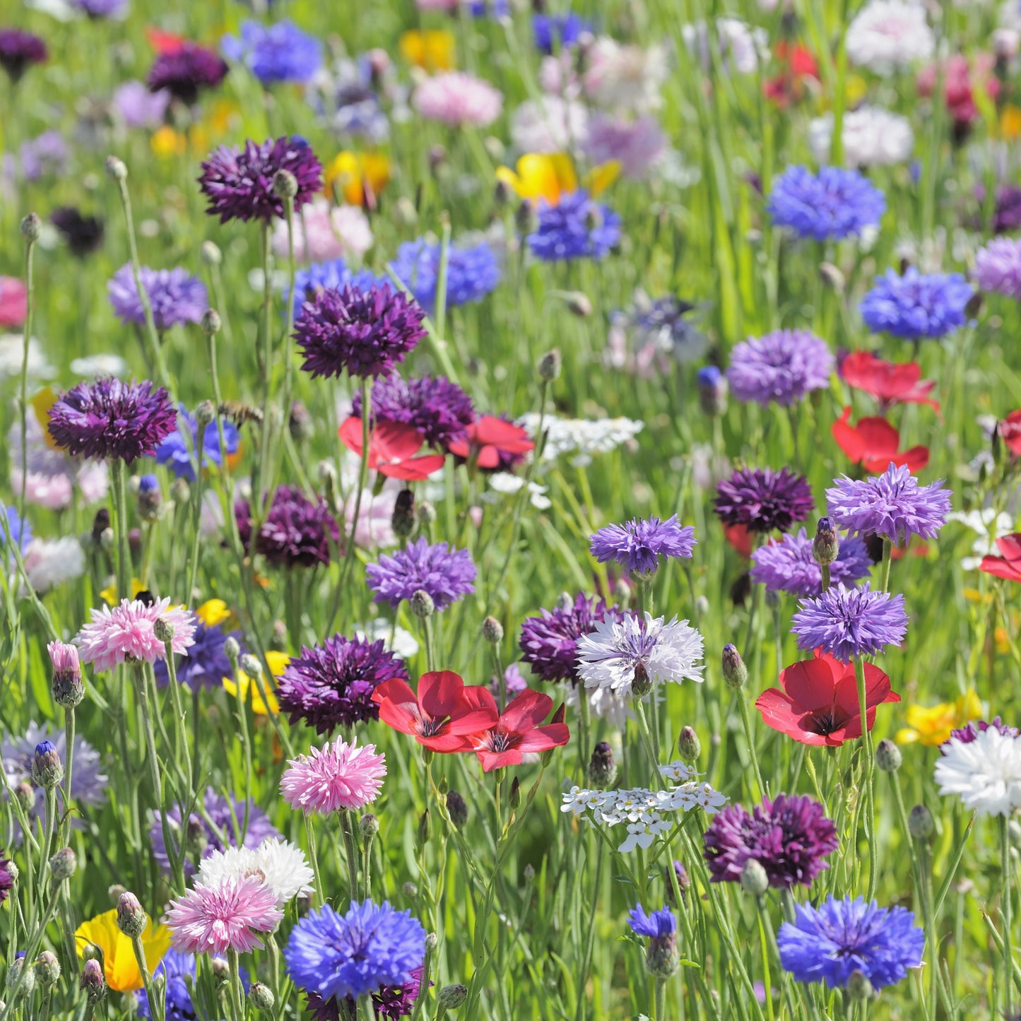 1000 Mixed BACHELORS BUTTON CORNFLOWER Centaurea Seeds