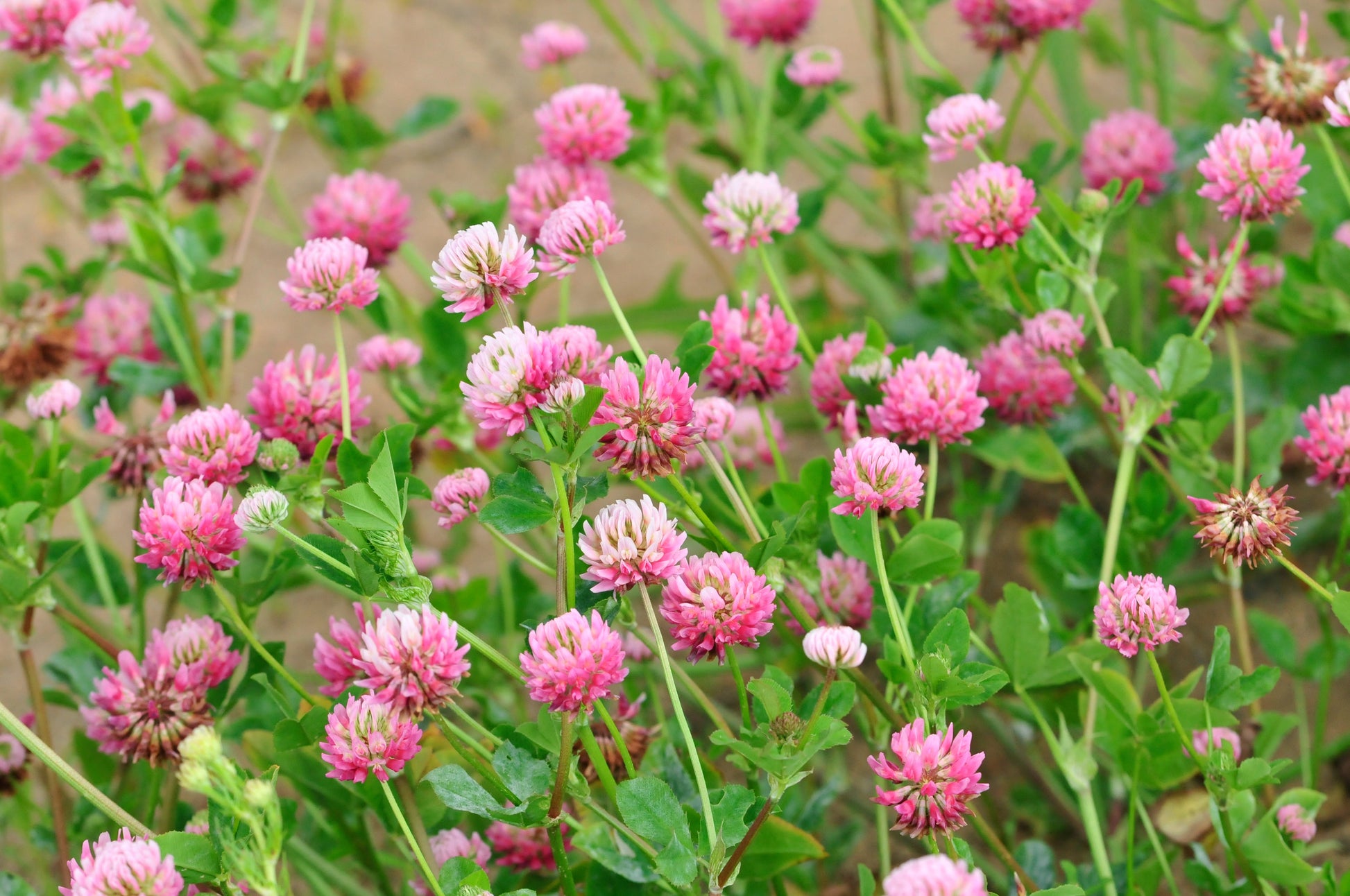 rose clover seed 1500 RED CLOVER Monarchs Trifolium Pratense Rose Mauve Flower Ground Cover Seeds