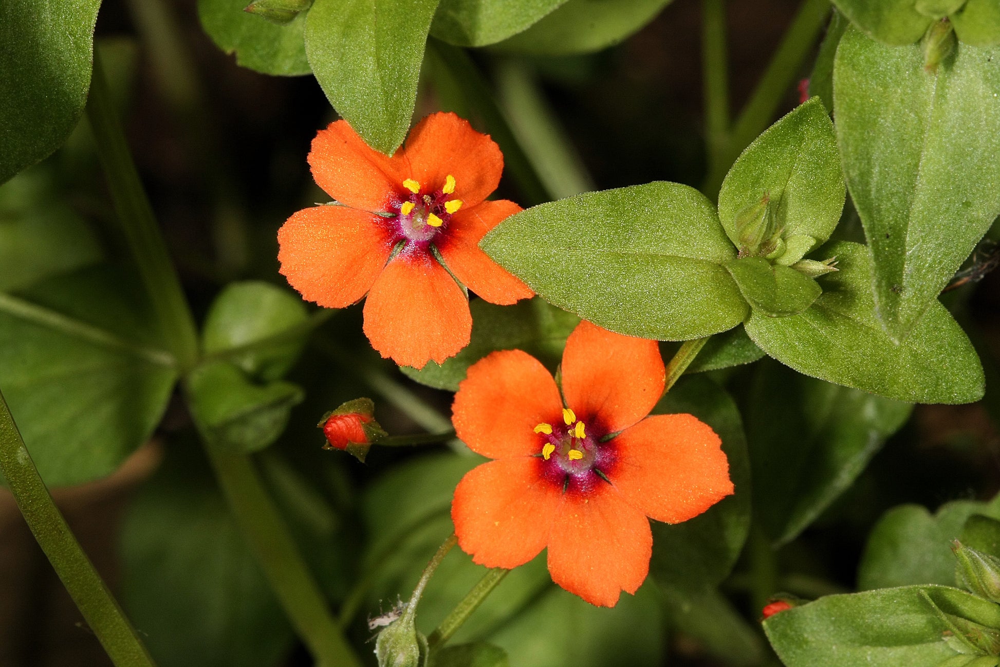 scarlet pimpernel flower seeds 100 SCARLET PIMPERNEL (Adders Eyes) Anagallis Arvensis Flower Seeds
