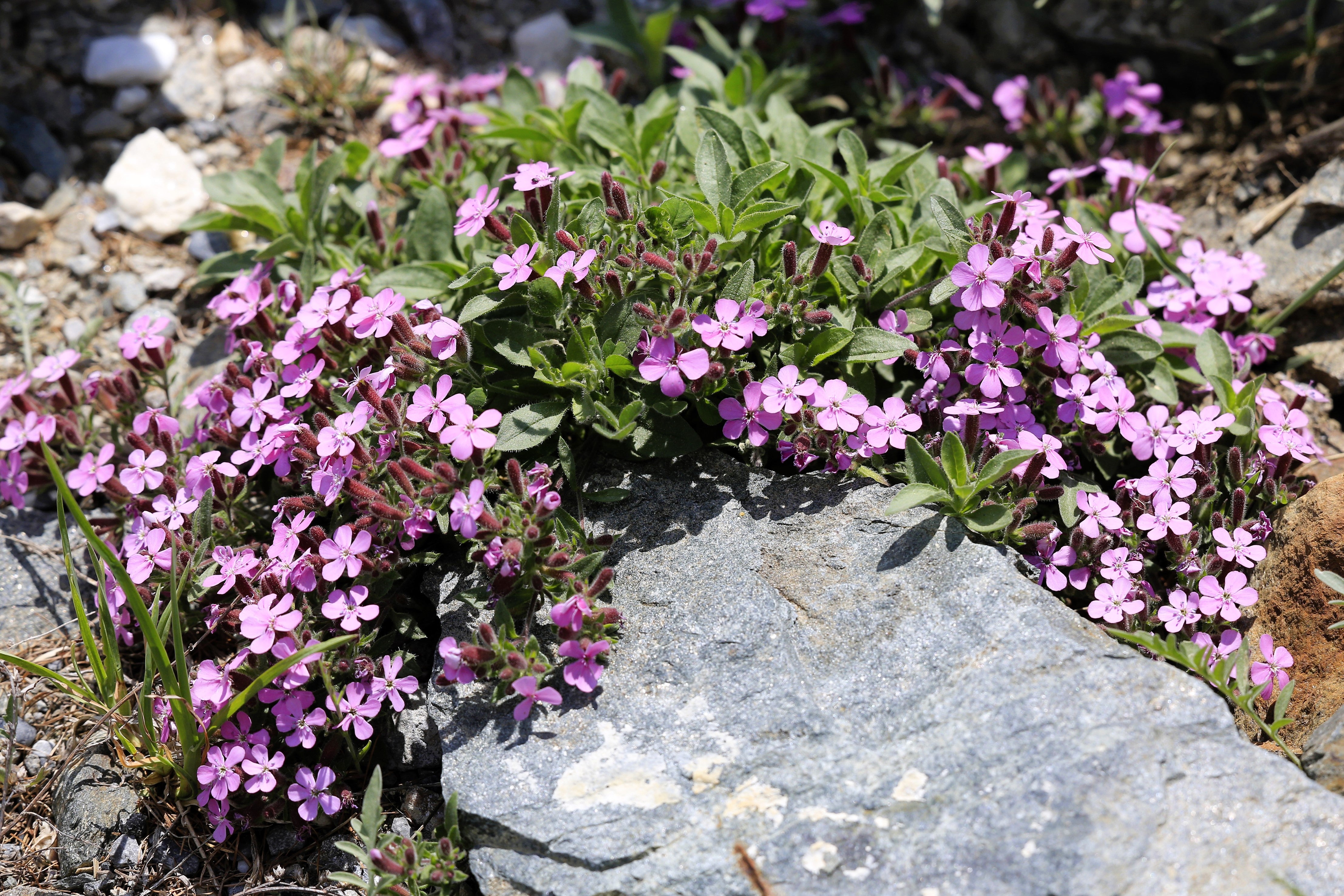 Seedville Rock Soapwort - Thumbnail 4