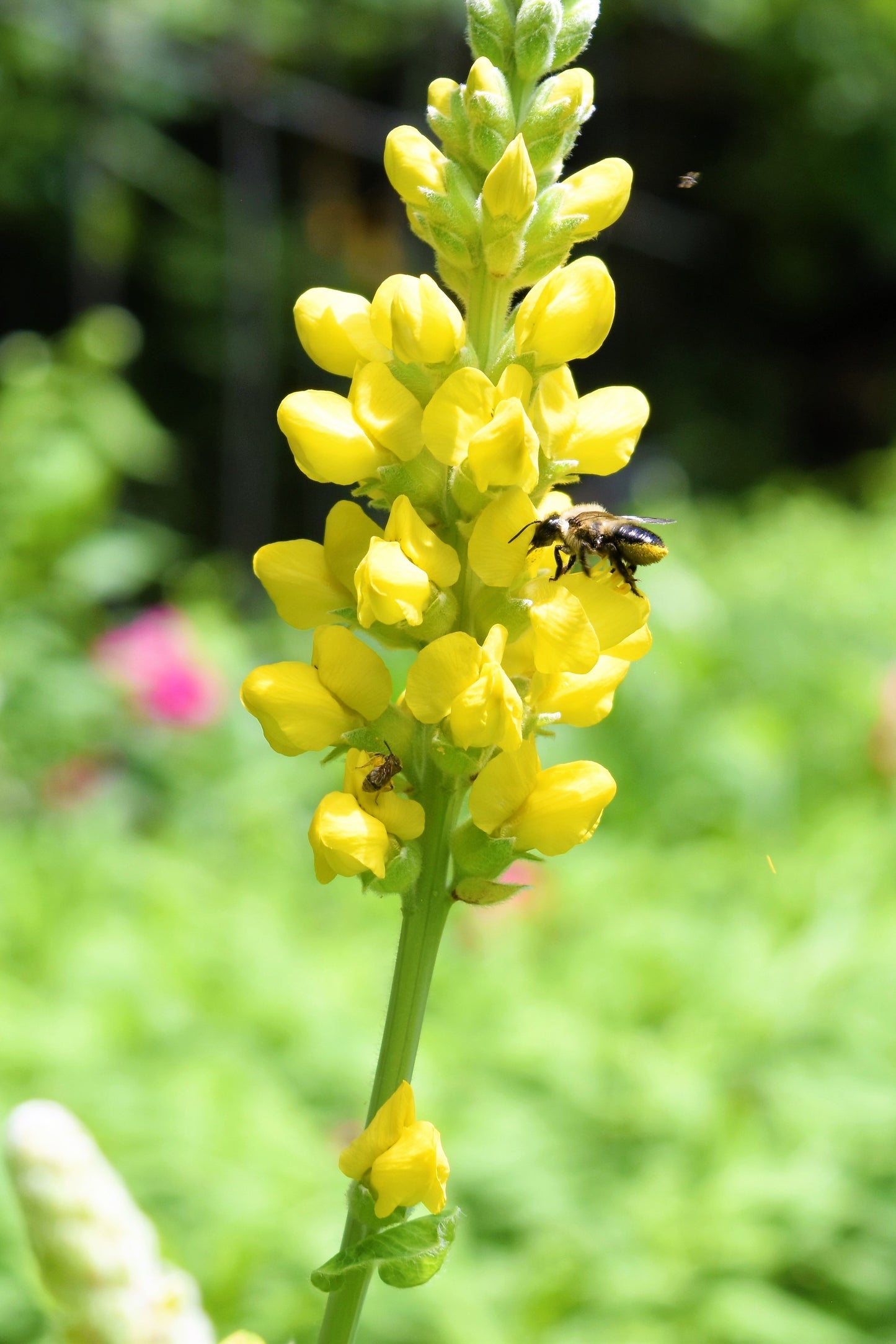 25 YELLOW WILD INDIGO Baptisia Tinctoria False Indigo Flower Seeds