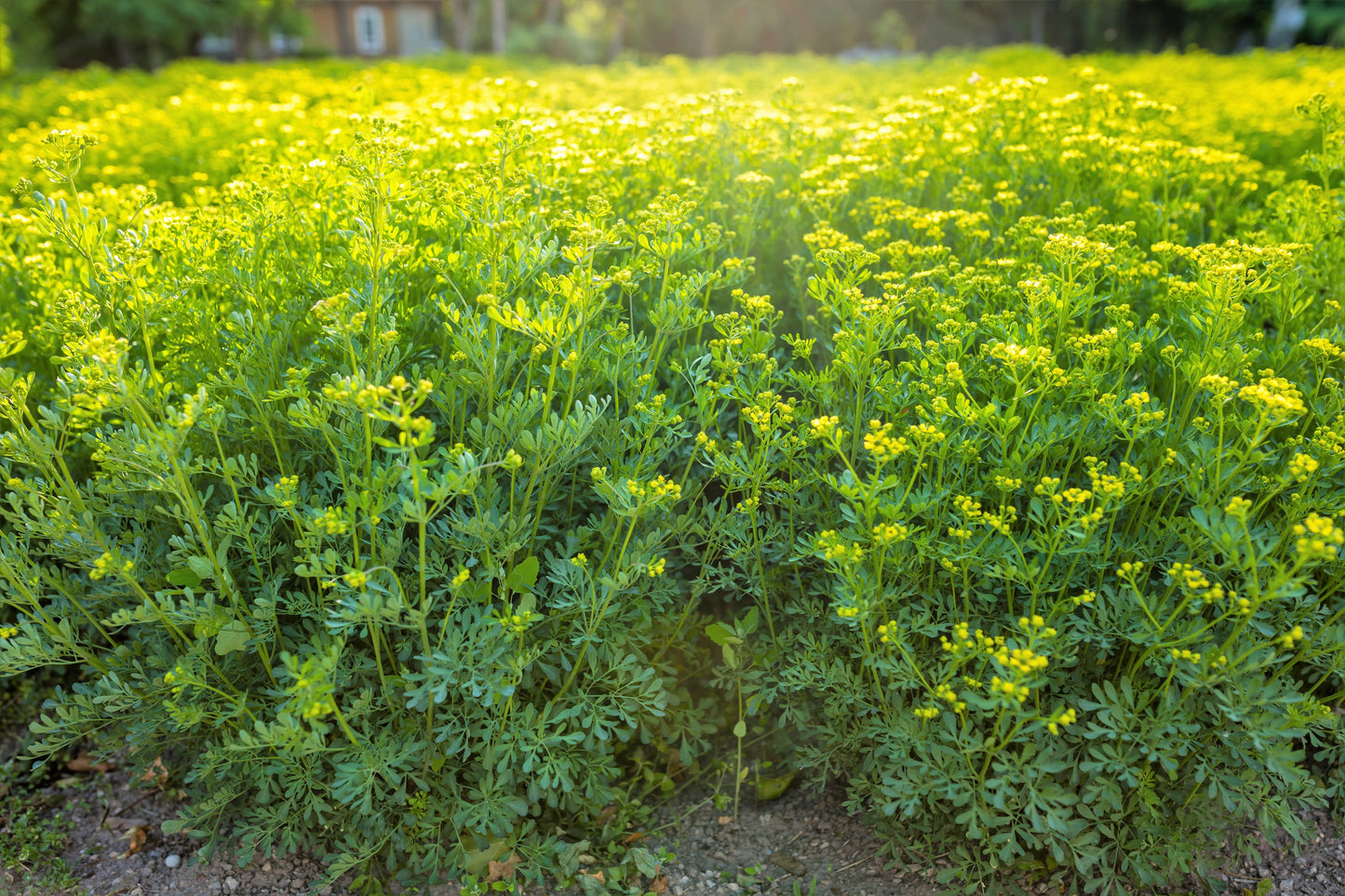 50 YELLOW RUE Herb of Grace Common Ruta Graveolens Fragrant Evergreen Flower Seeds