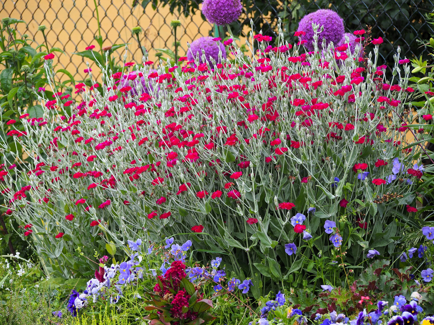 200 Organic ROSE CAMPION Magenta Silver Catchfly Lychnis Silene Coronaria Flower Seeds