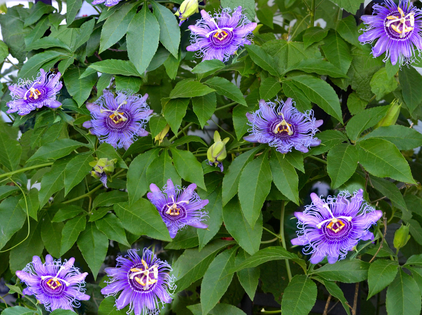 10 Purple PASSION FLOWER Passion FRUIT Granadilla  Passiflora Incarnata Vine Seeds