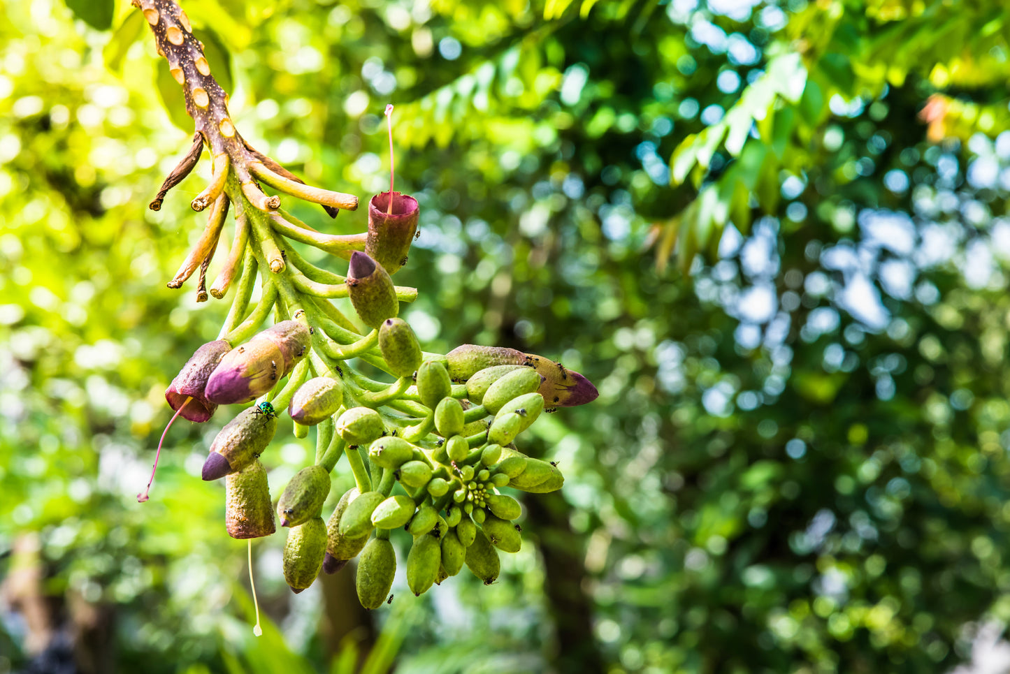 20 INDIAN TRUMPET Flower TREE (Midnight Horror / Broken Bones Plant / Tree of Damocles) Oroxylum Indicum Seeds