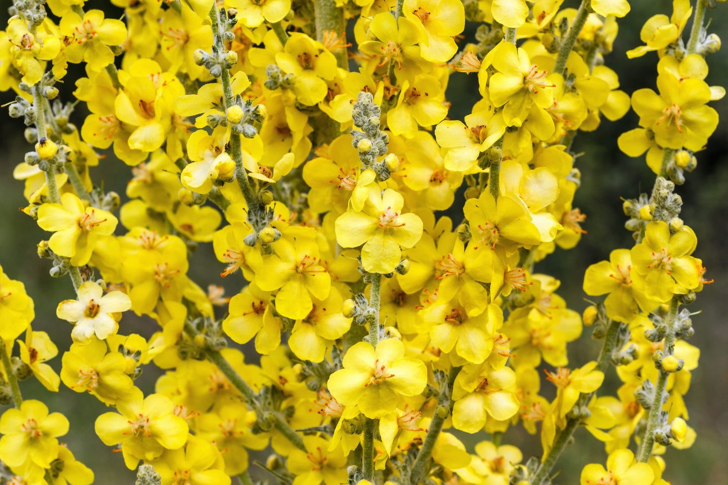 150 YELLOW VERBASCUM Thapsus Common Mullein Flower Herb Seeds