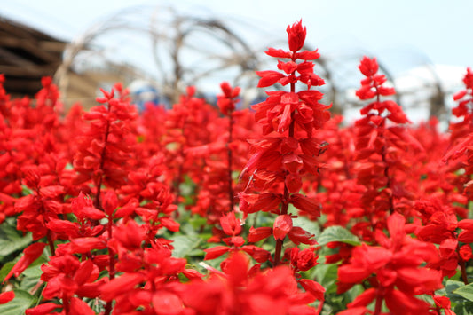 50 RED SALVIA Splendens St. John's Fire Scarlet Sage Flower Seeds