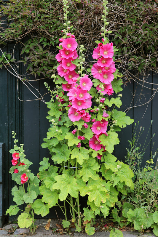 25 BRIGHT PINK HOLLYHOCK Alcea Rosea Flower Seeds Perennial