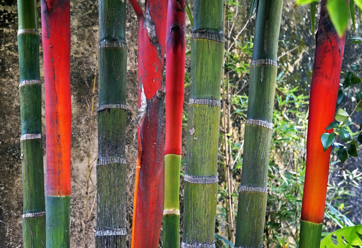 10 Red LIPSTICK PALM Sealing Wax Palm Cyrtostachys Renda Tree Houseplant Seeds