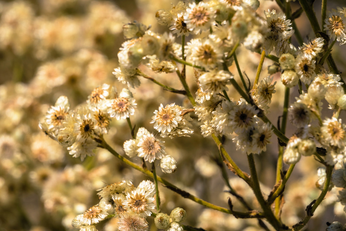 100 White SWEET EVERLASTING Gnaphalium Obtusifolium Butterfly Flower Herb Seeds