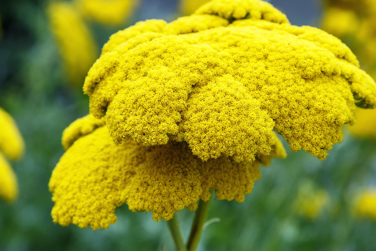 250 GOLD Golden Yellow YARROW Achillea Filipendulina Flower Seeds