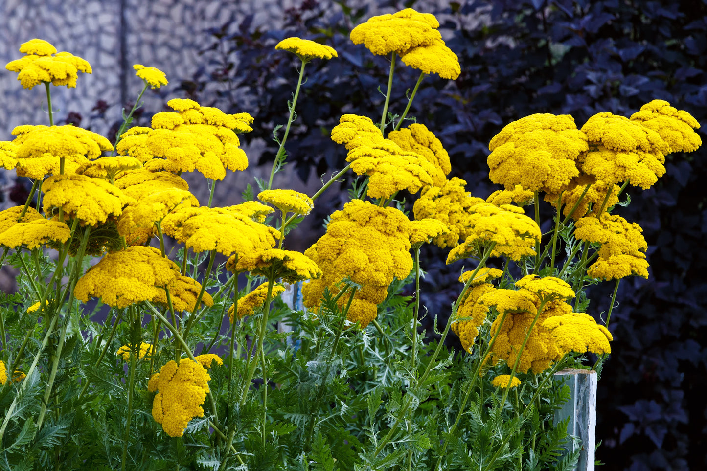 250 GOLD Golden Yellow YARROW Achillea Filipendulina Flower Seeds