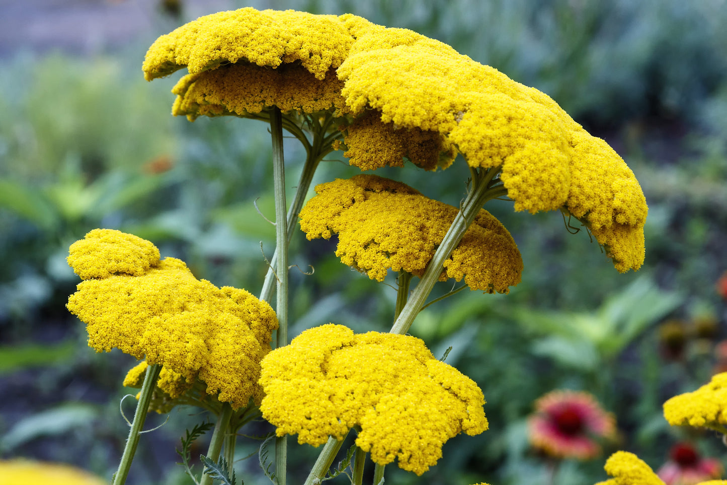 250 GOLD Golden Yellow YARROW Achillea Filipendulina Flower Seeds