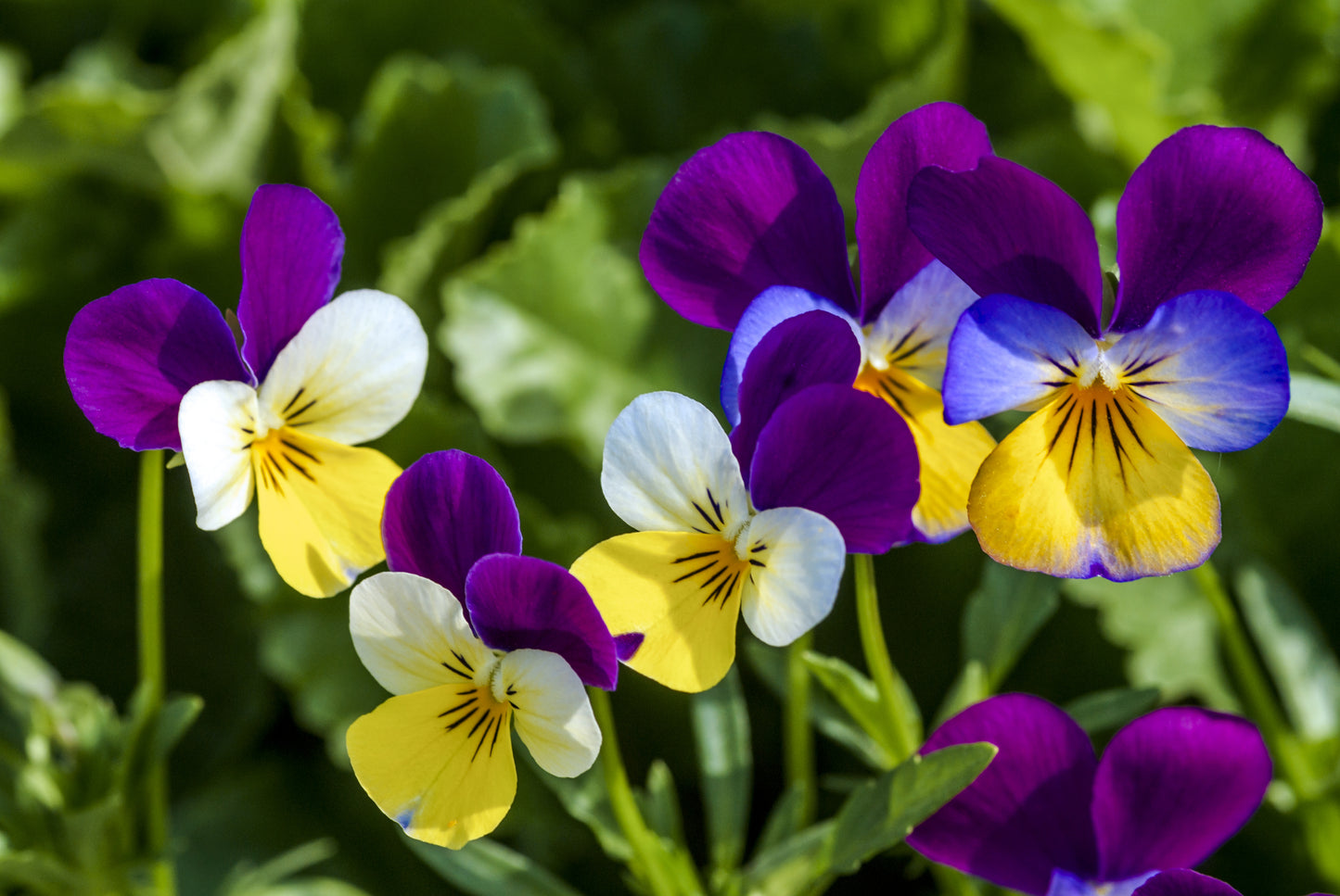 250 JOHNNY JUMP UP Helen Mount Violet Viola Tricolor Flower Seeds