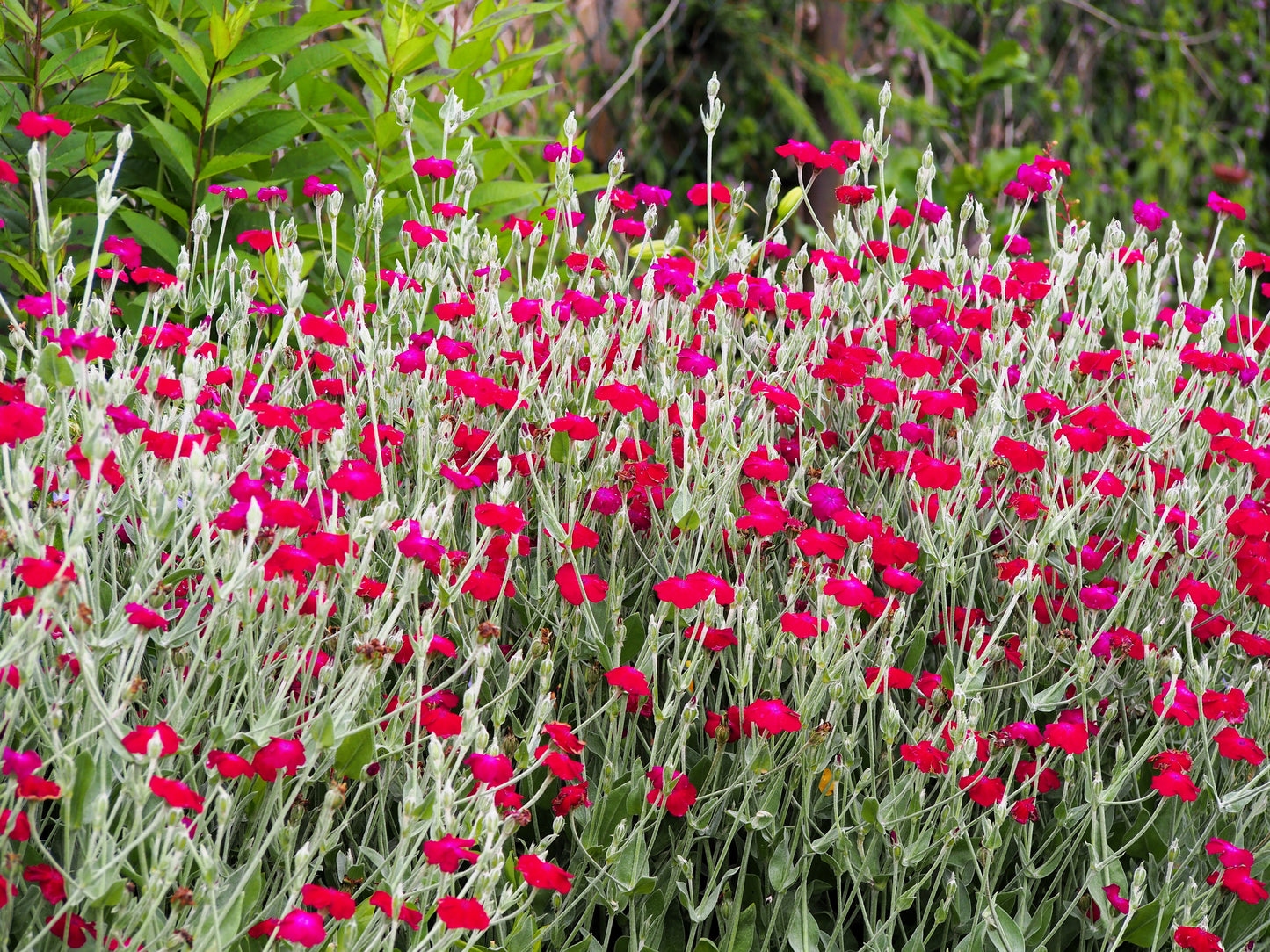 200 Organic ROSE CAMPION Magenta Silver Catchfly Lychnis Silene Coronaria Flower Seeds