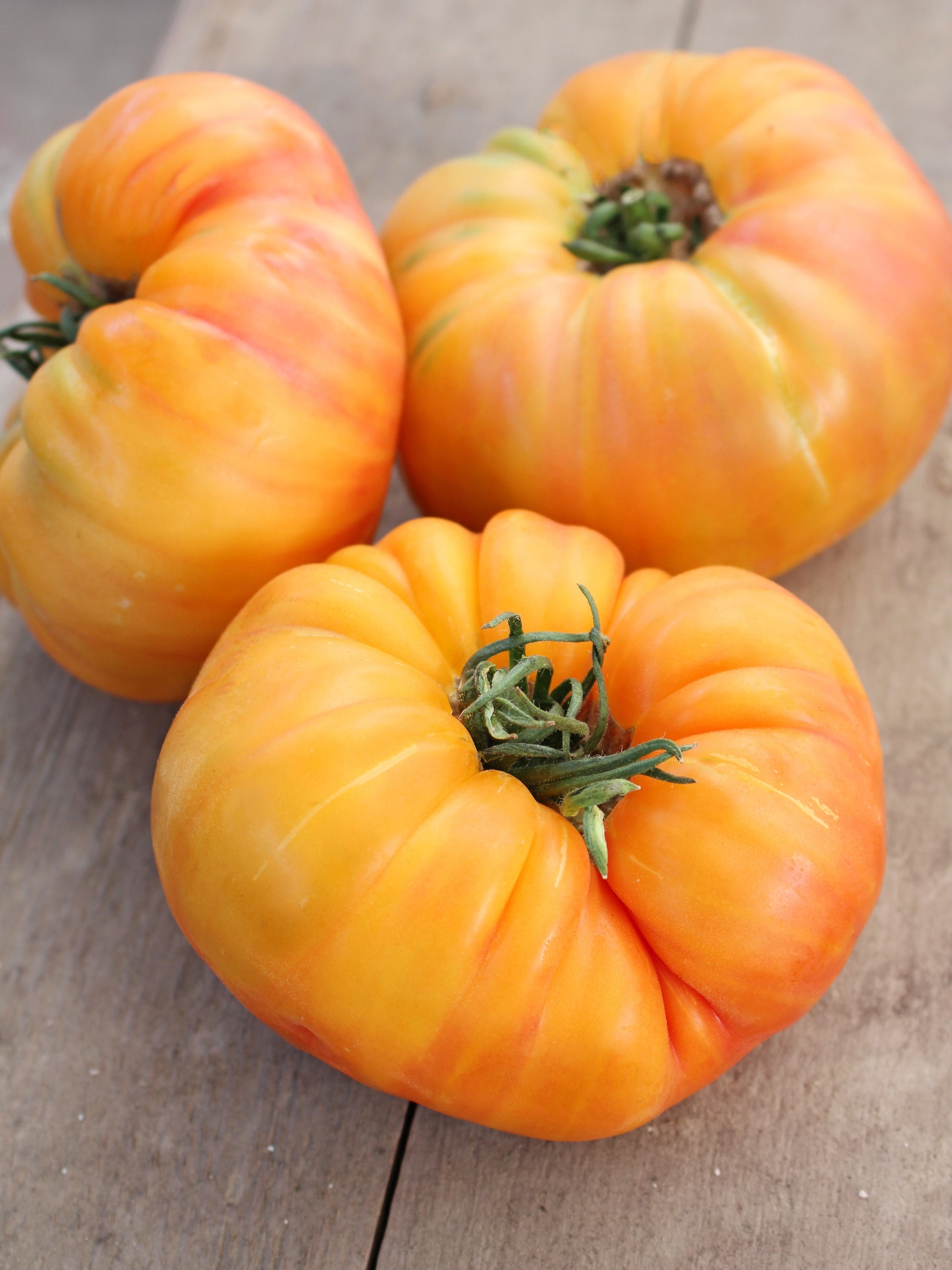 pineapple tomato plant height 50 PINEAPPLE TOMATO Heirloom Beefsteak Indeterminate Solanum Fruit Veg – Seedville USA
