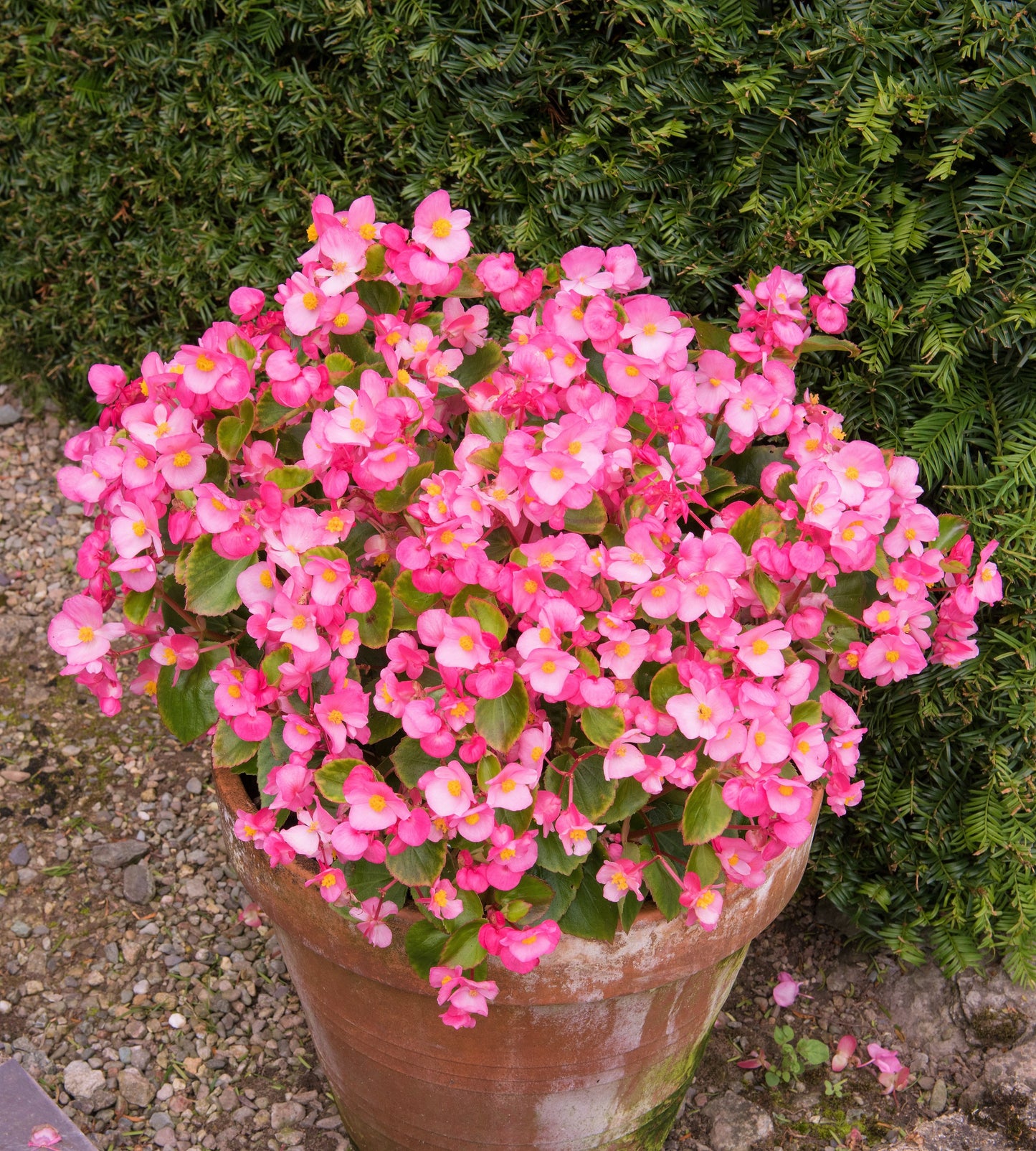 100 Rose PINK WAX BEGONIA Semperflorens Fibrous Shade Flower Seeds