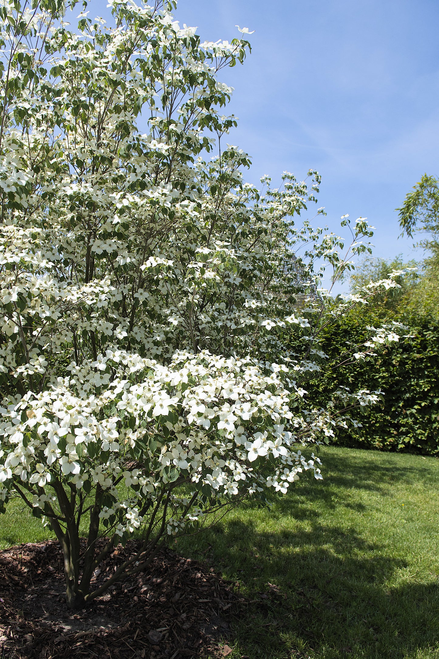 5 Flowering WHITE KOUSA DOGWOOD Cornus Kousa Tree Seeds