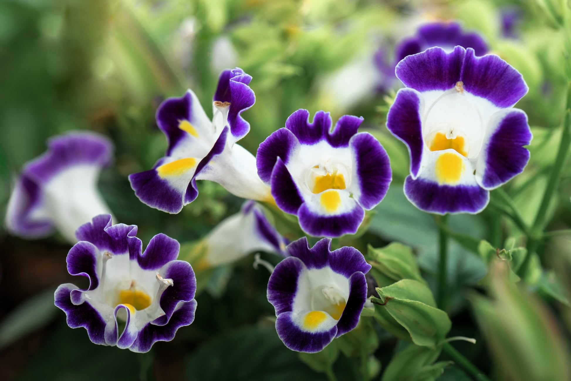 torenia flower seeds 10 KAUAI MIX TORENIA Fournieri Sun or Shade Wishbone Flower Seeds