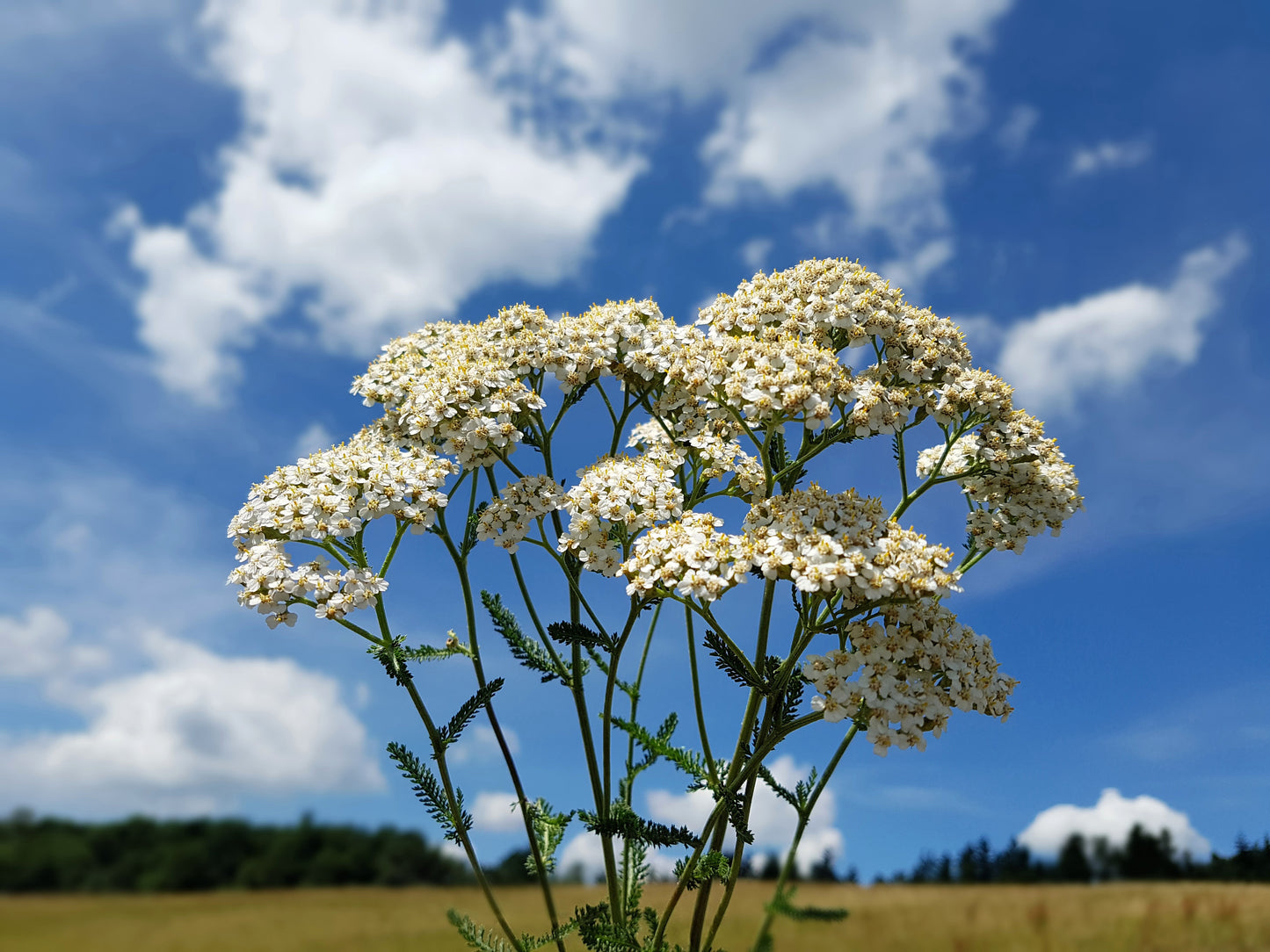 1000 WHITE YARROW Achillea Millefolium Flower Seeds