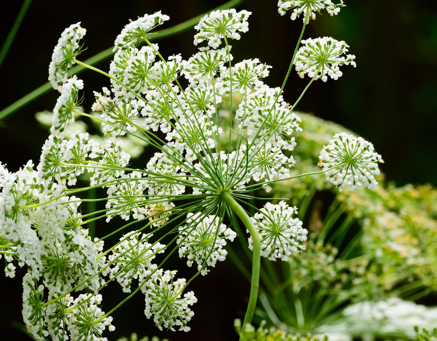 200 BISHOPS FLOWER Ammi Majus False Queen Annes Lace Seeds