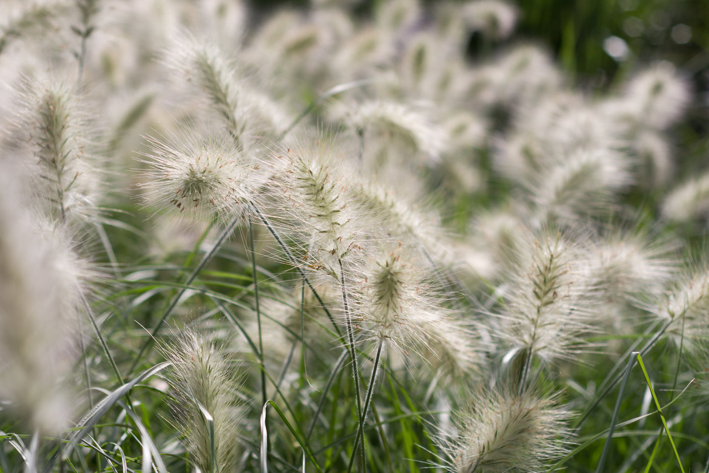 30 WHITE FOUNTAIN GRASS Pennisetum Villosum Ornamental Flower Seeds