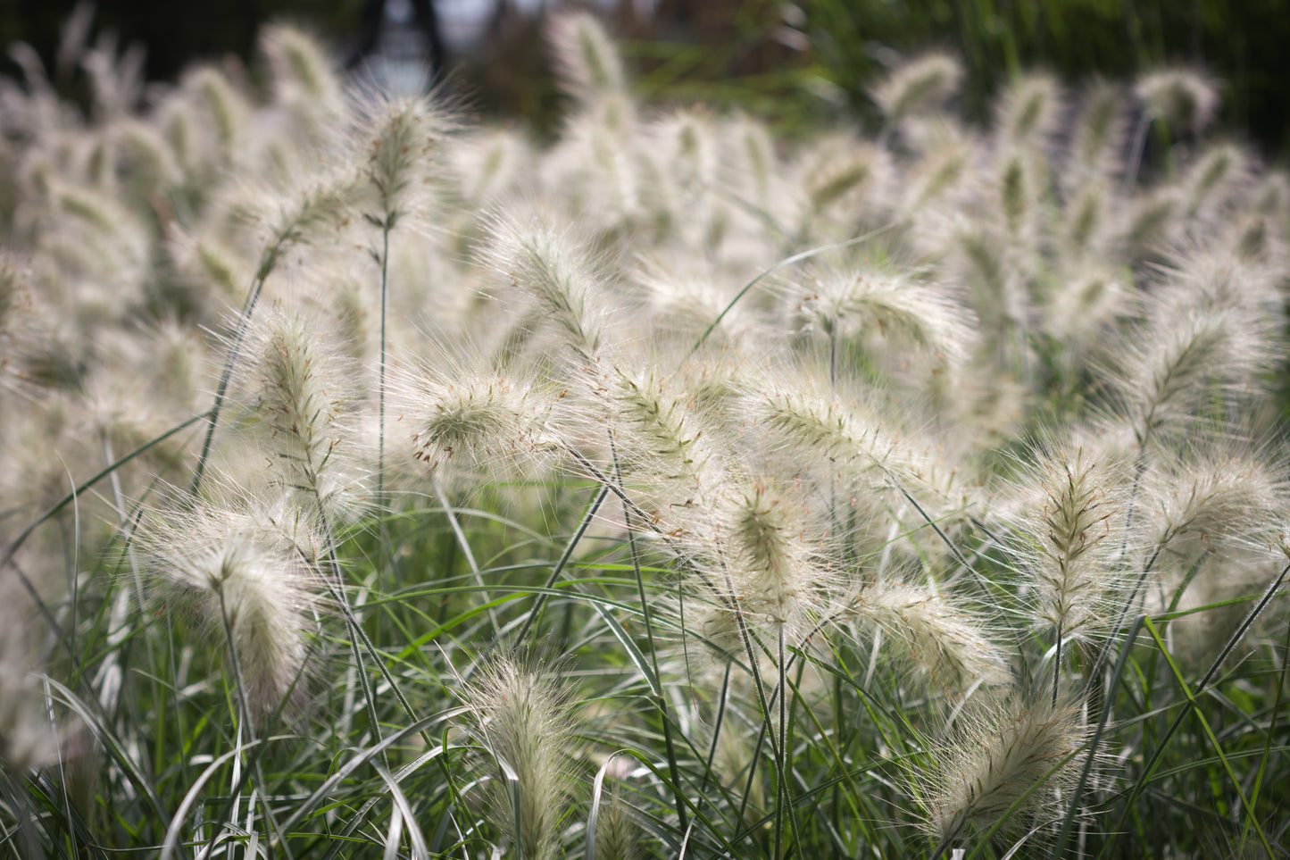 30 WHITE FOUNTAIN GRASS Pennisetum Villosum Ornamental Flower Seeds