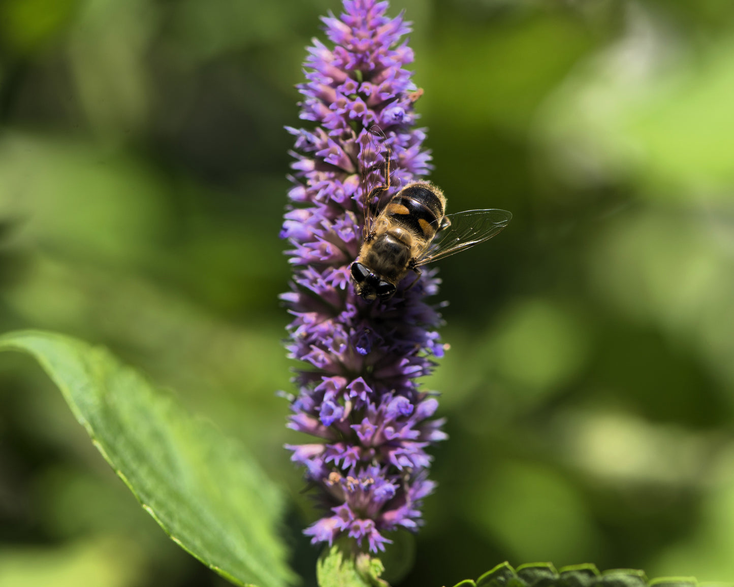 500 PURPLE ANISE HYSSOP (Licorice Mint / Blue Giant) Agastache Foeniculum Herb Flower Seeds