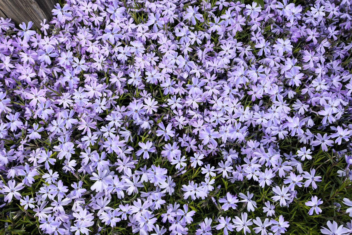 20 PRAIRIE PHLOX Pilosa Mixed Colors Pink Purple White Native Flower Seeds