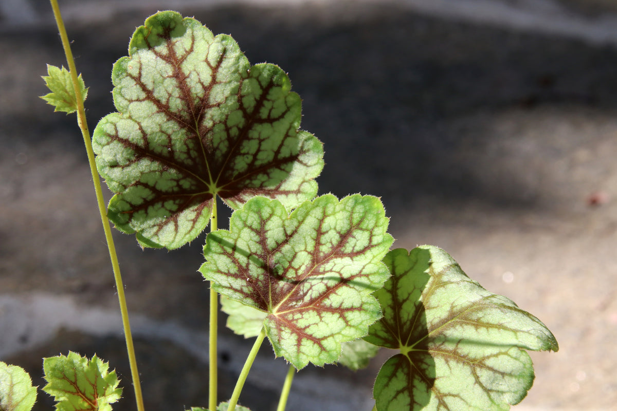 50 HEUCHERA Americana CORAL BELLS Dale's Strain American Alumroot Sun or Shade Flower Seeds