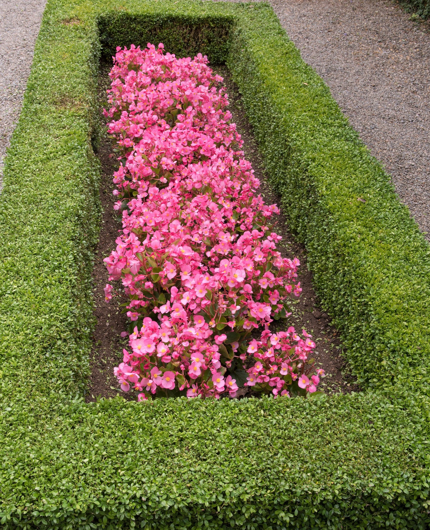 100 Rose PINK WAX BEGONIA Semperflorens Fibrous Shade Flower Seeds