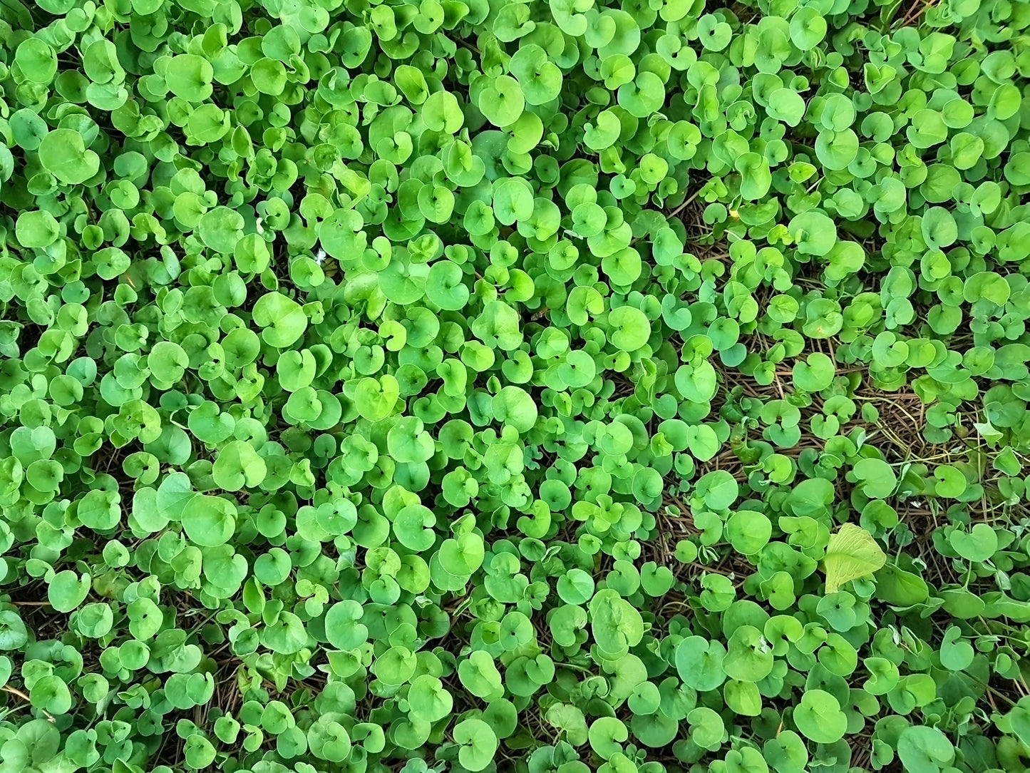 1000 DICHONDRA Repens aka Lawn Leaf Flower Evergreen Ground Cover Seeds