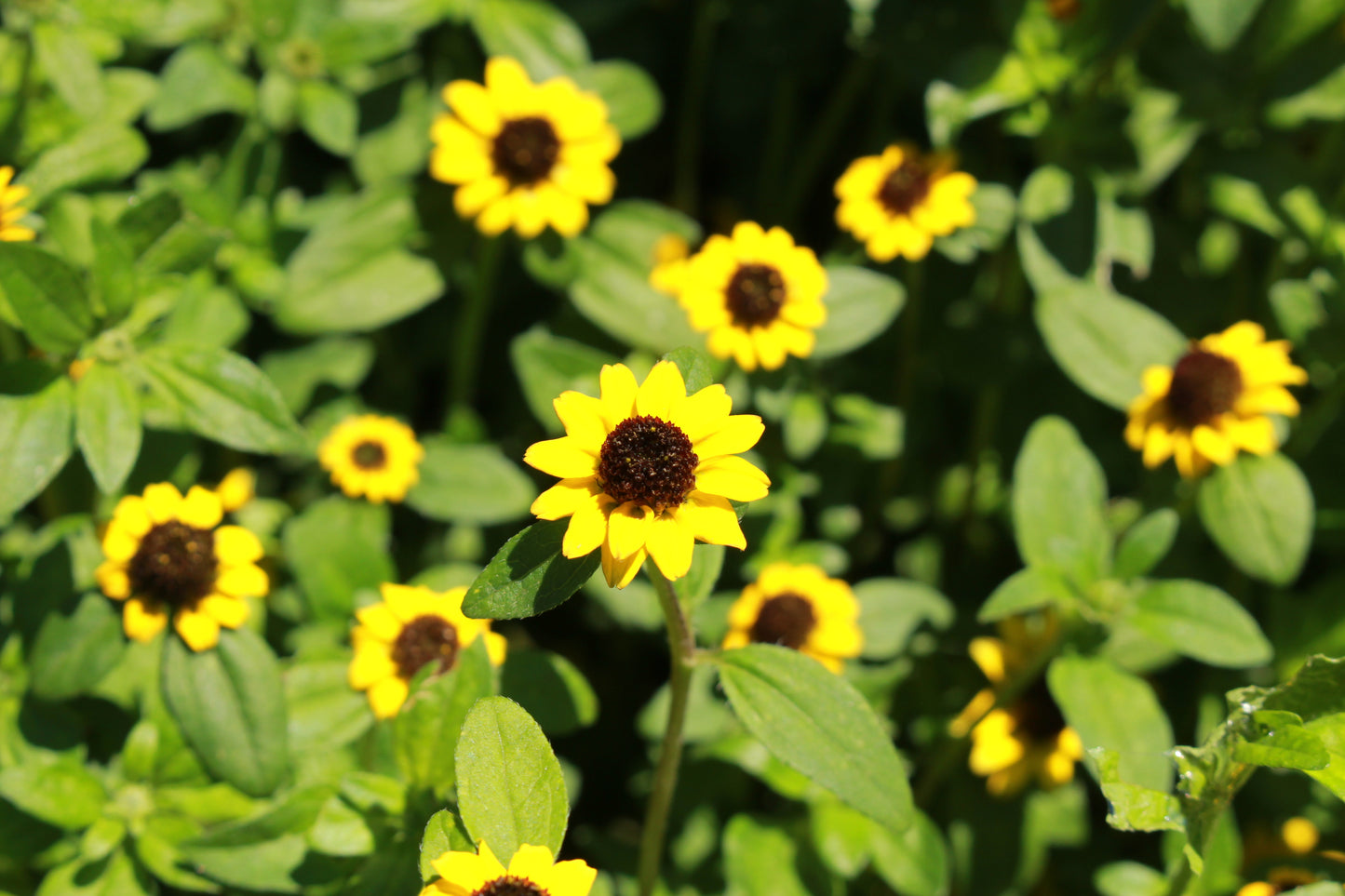 150 YELLOW CREEPING ZINNIA Sanvitalia Procumbens Seeds