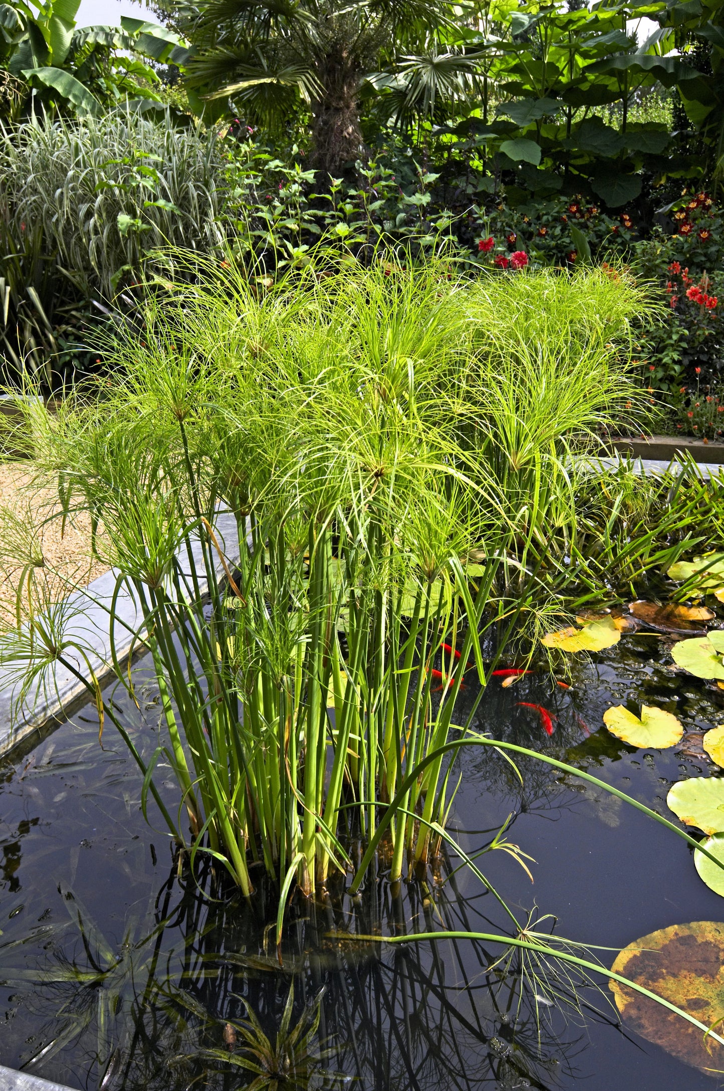 20 Cyperus PAPYRUS Paper Reed Water Plant Egyptian Nile Grass Yellow Flower Seeds